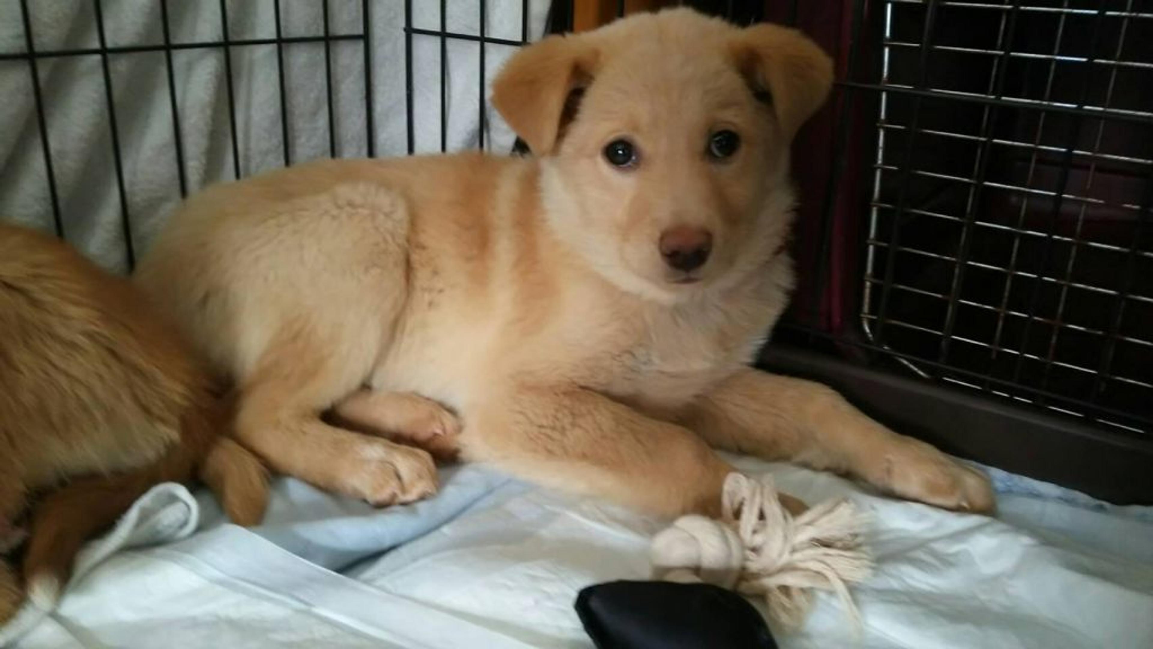 pet-image-3
