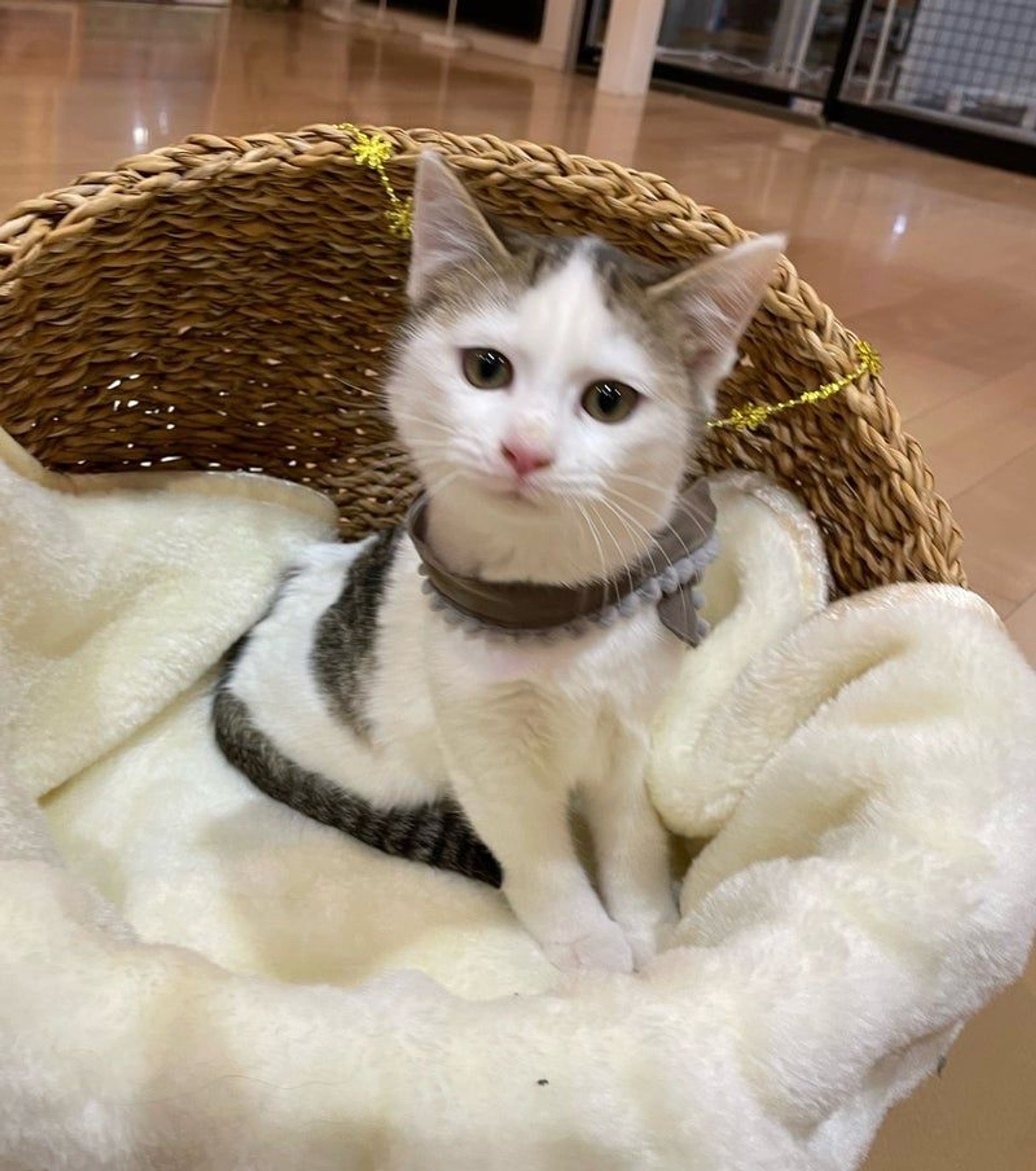 雑種（ミックス猫）・オスの里親募集の写真