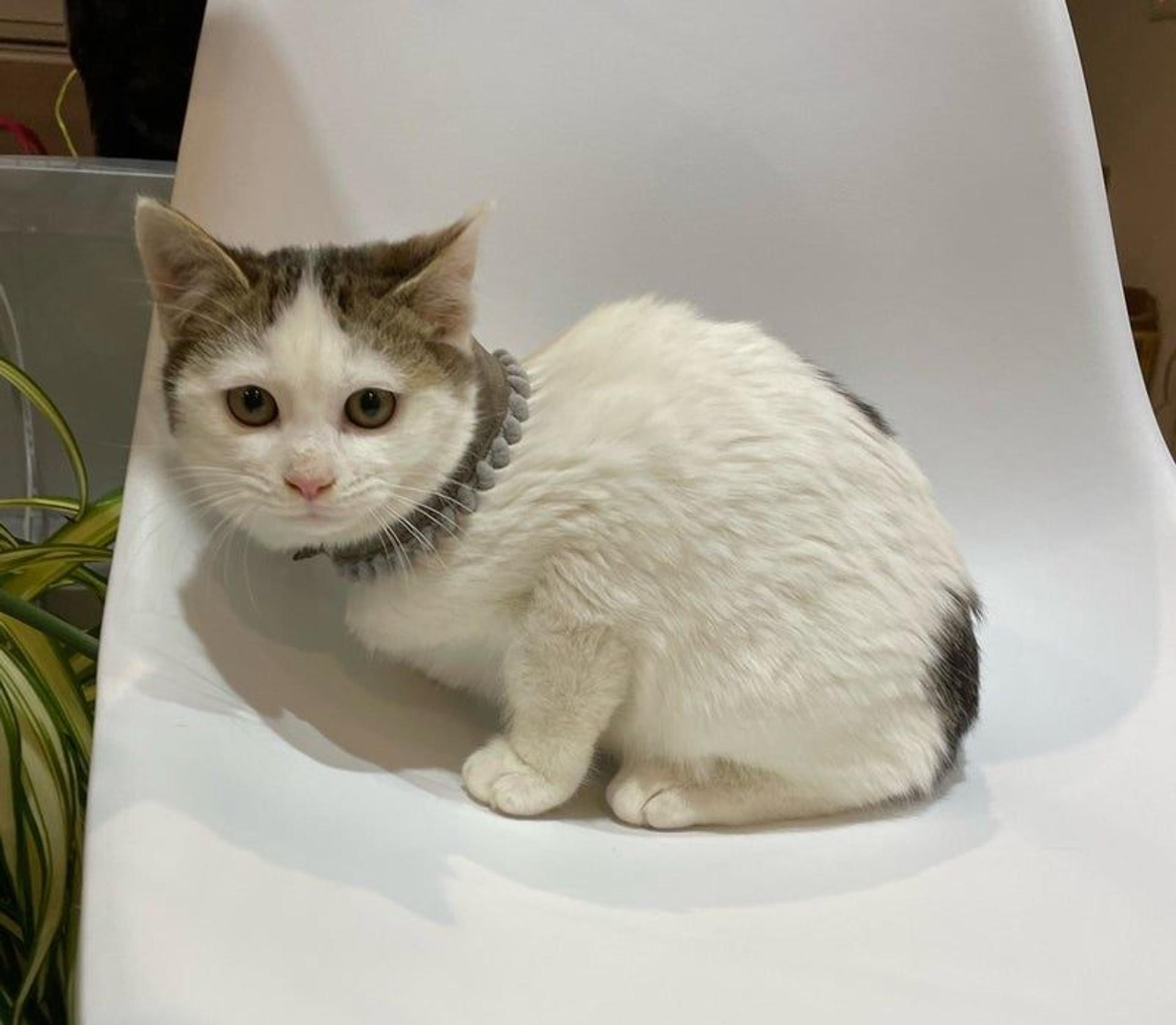 pet-image-2