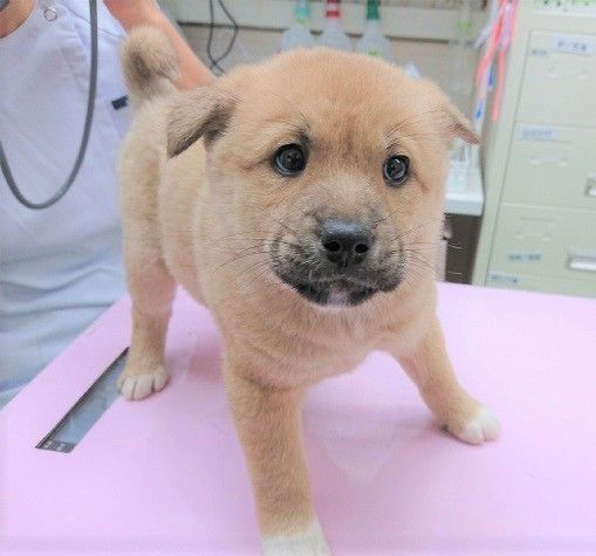 雑種（ミックス犬）・オスの里親募集の写真