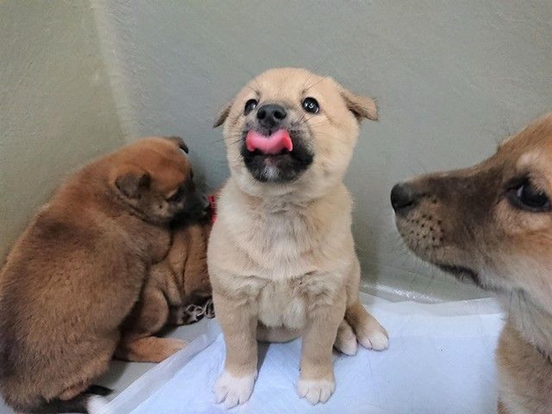 pet-image-7