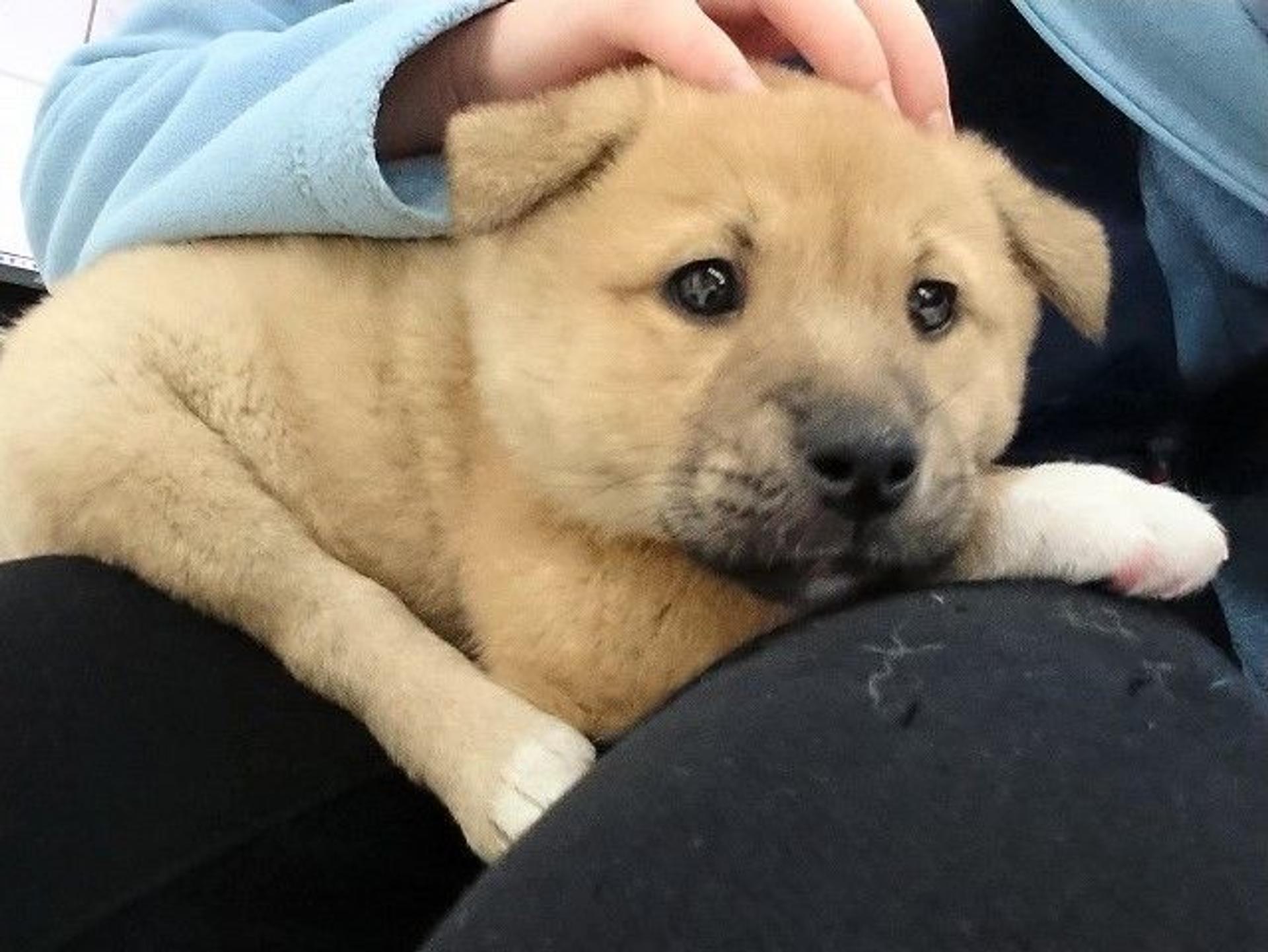 pet-image-9