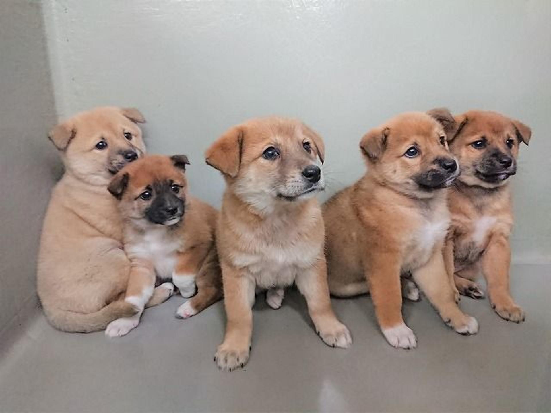 pet-image-10