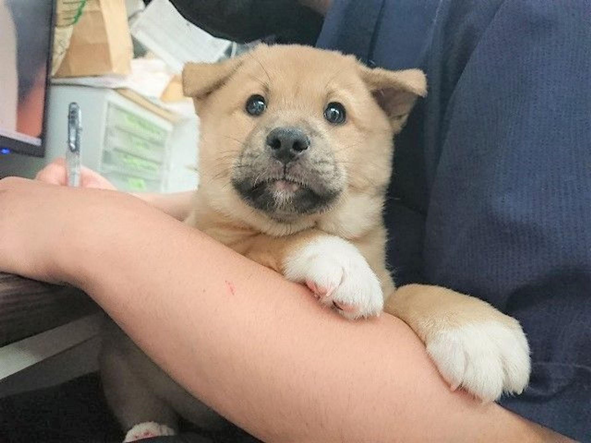 雑種（ミックス犬）・オスの里親募集の写真