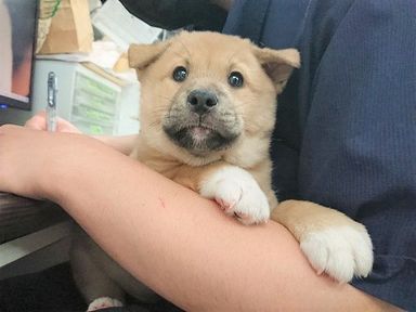 雑種（ミックス犬）・オスの里親募集の写真