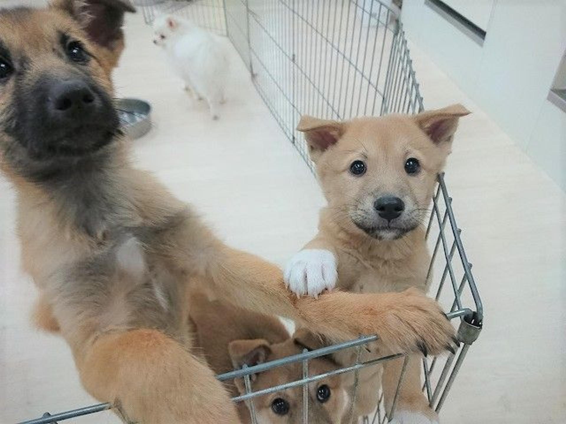 pet-image-5