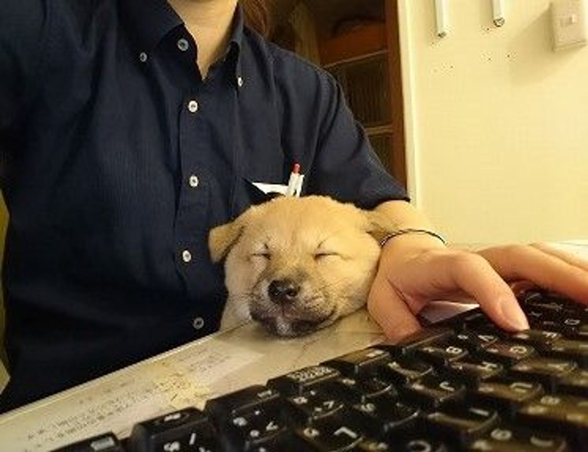 雑種（ミックス犬）・オスの里親募集の写真