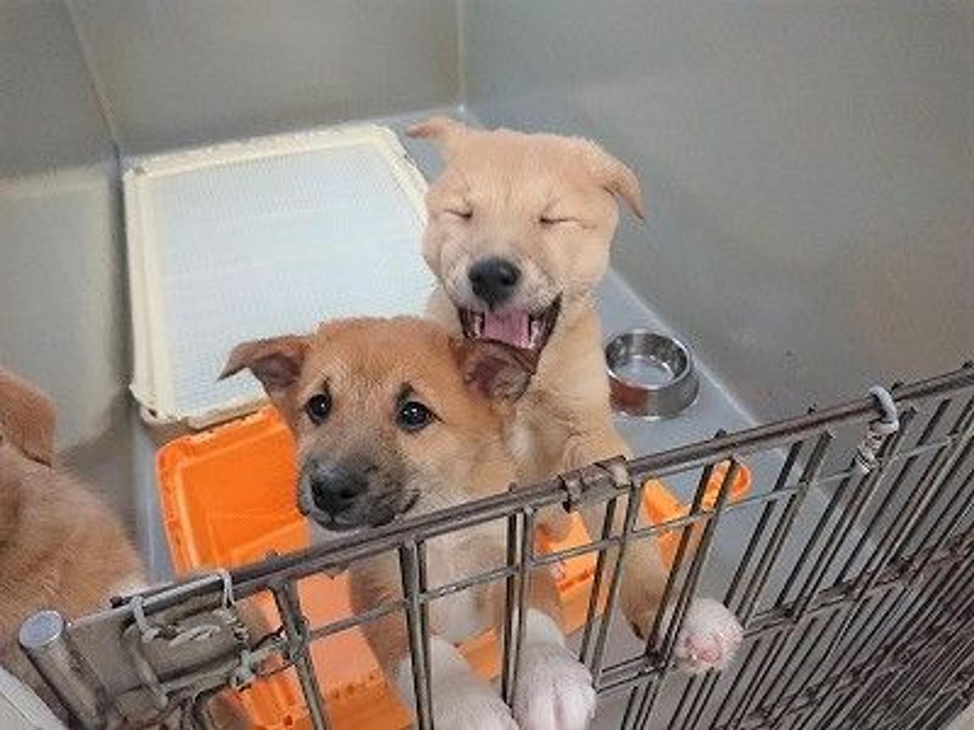 pet-image-6