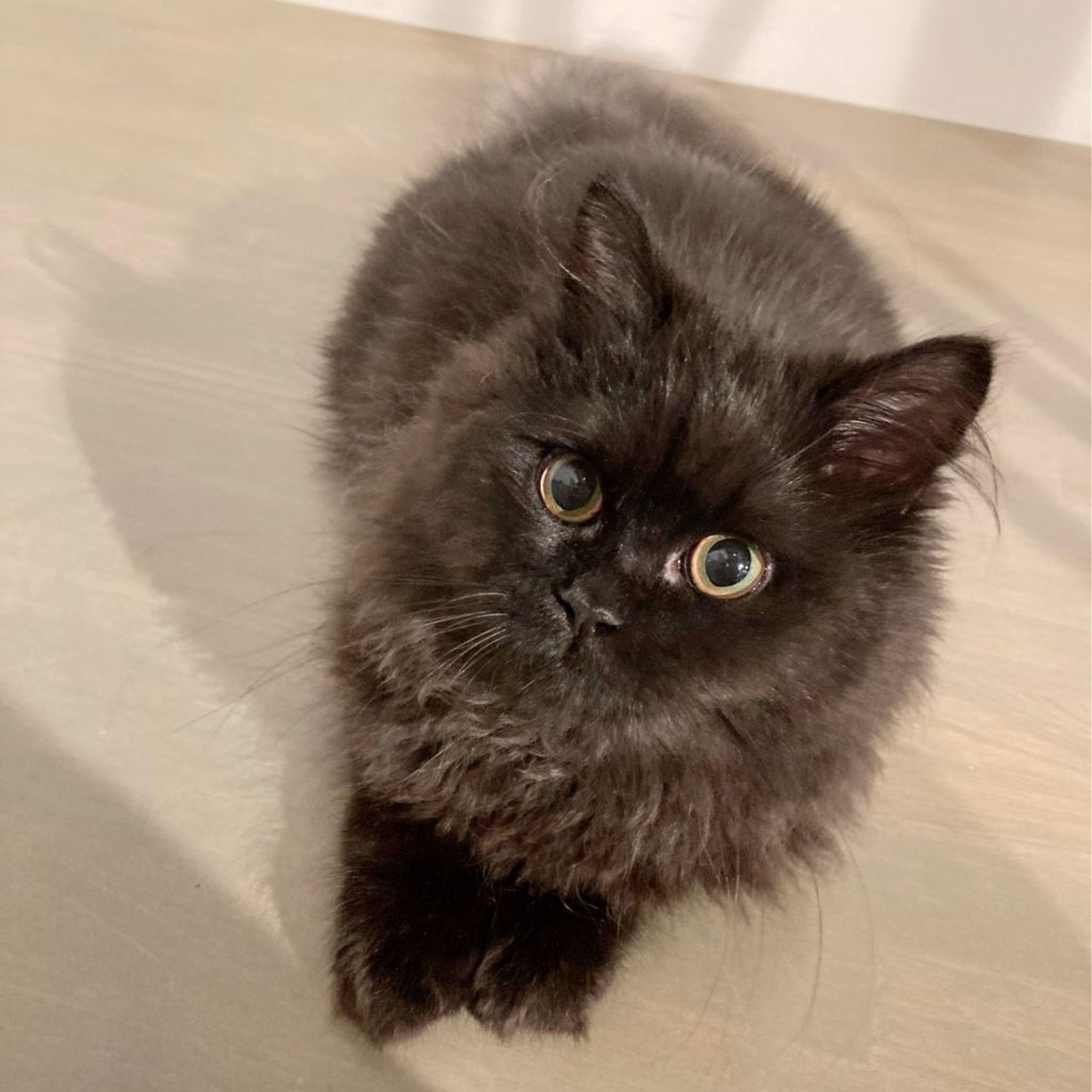 pet-image-2