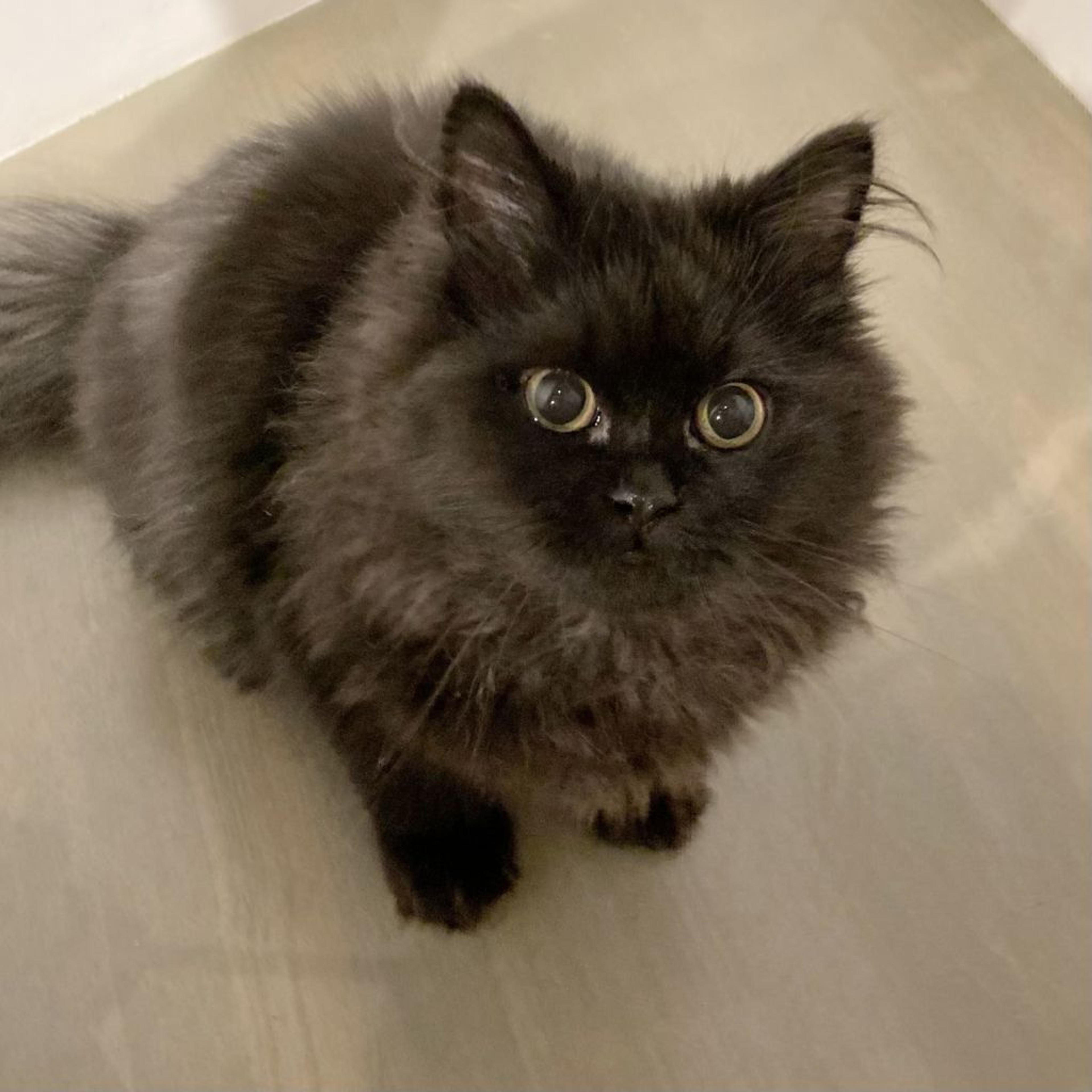 pet-image-3