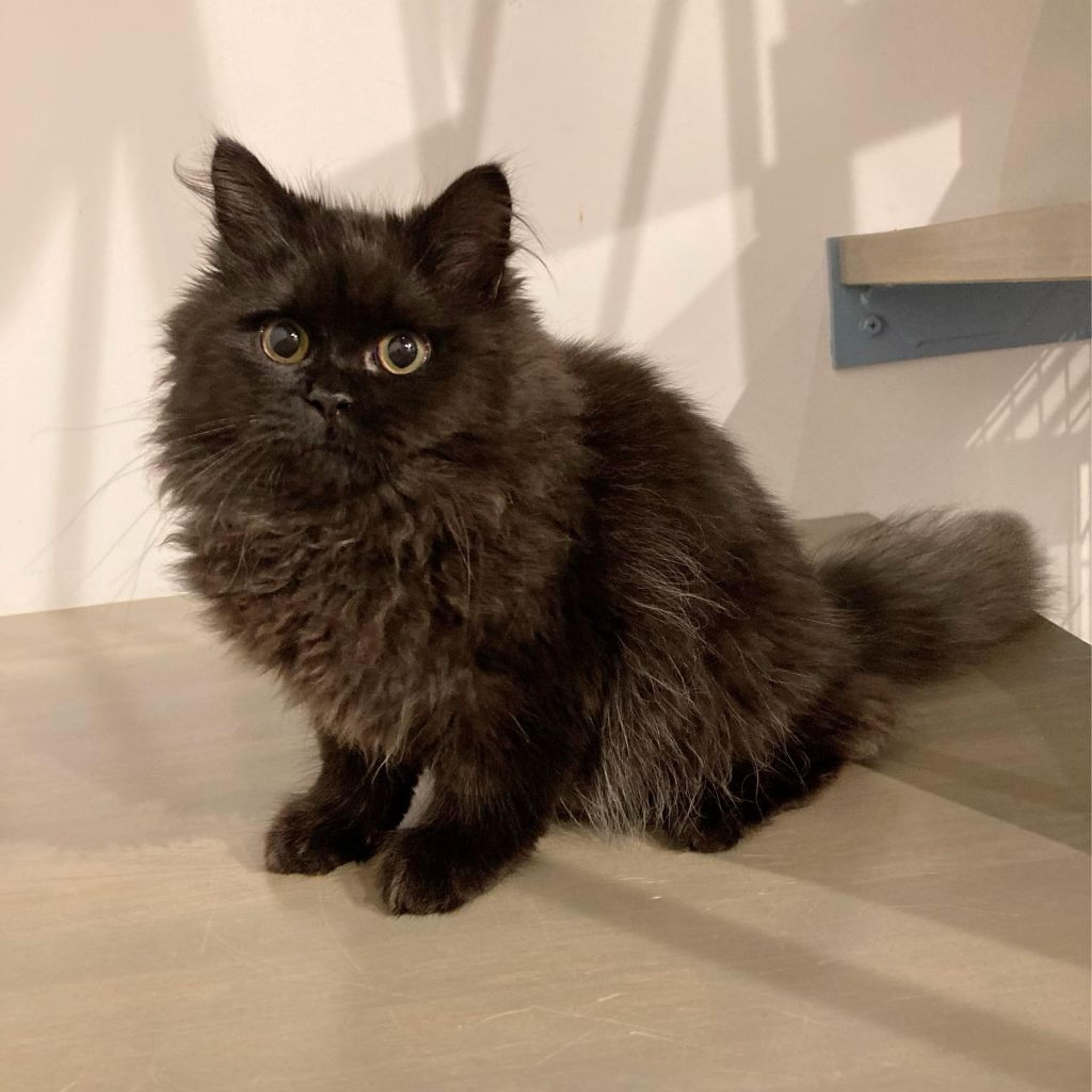 pet-image-4