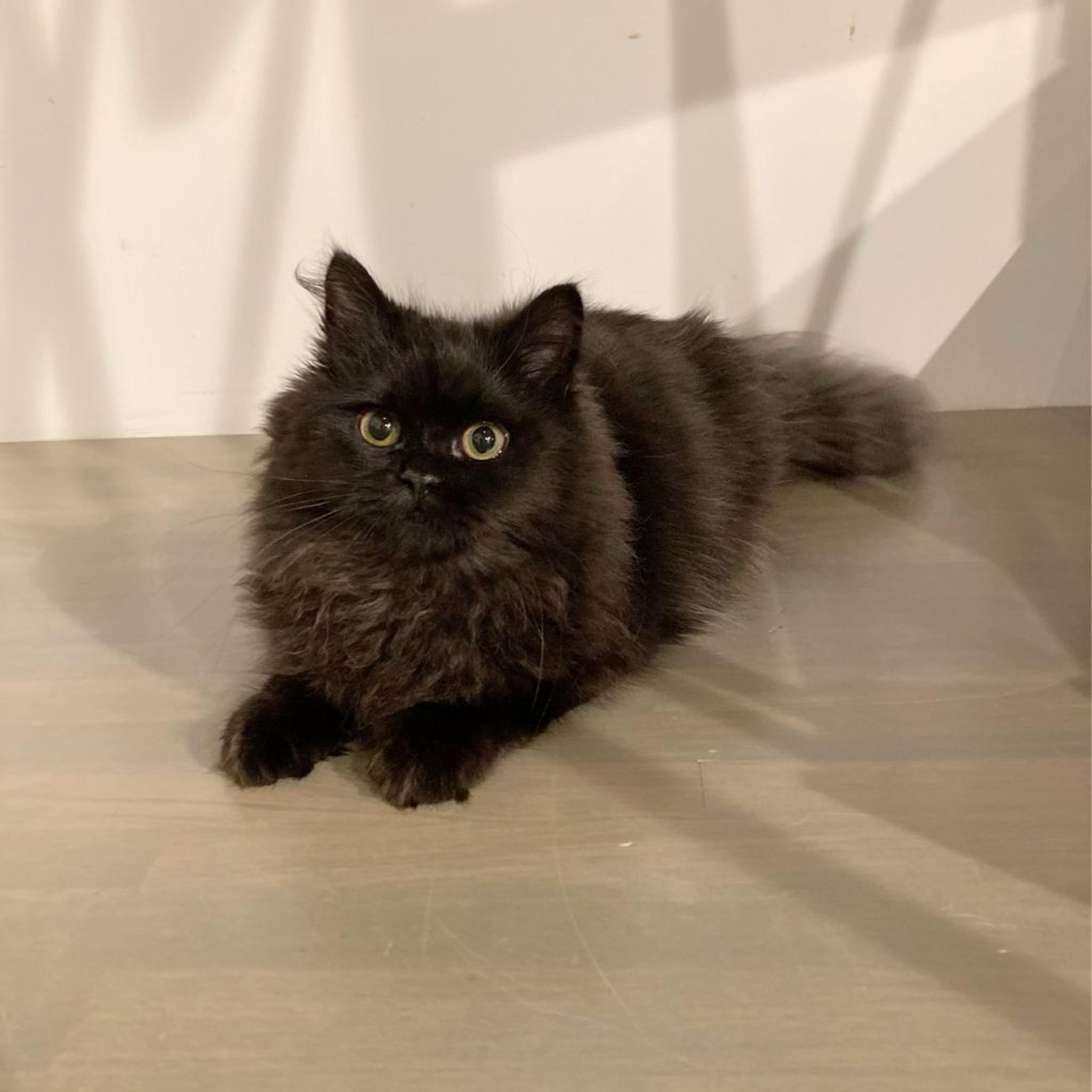 pet-image-5