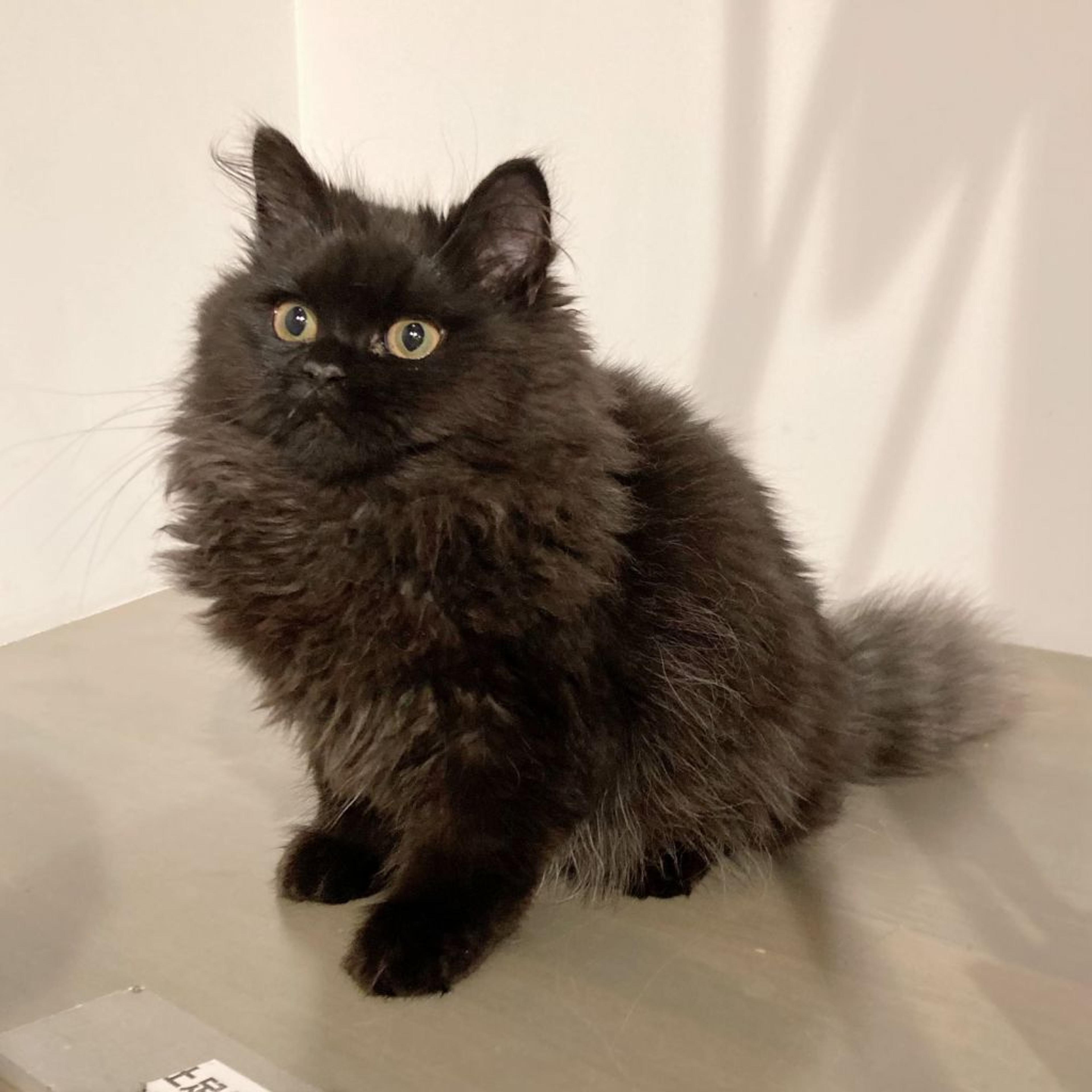 pet-image-6
