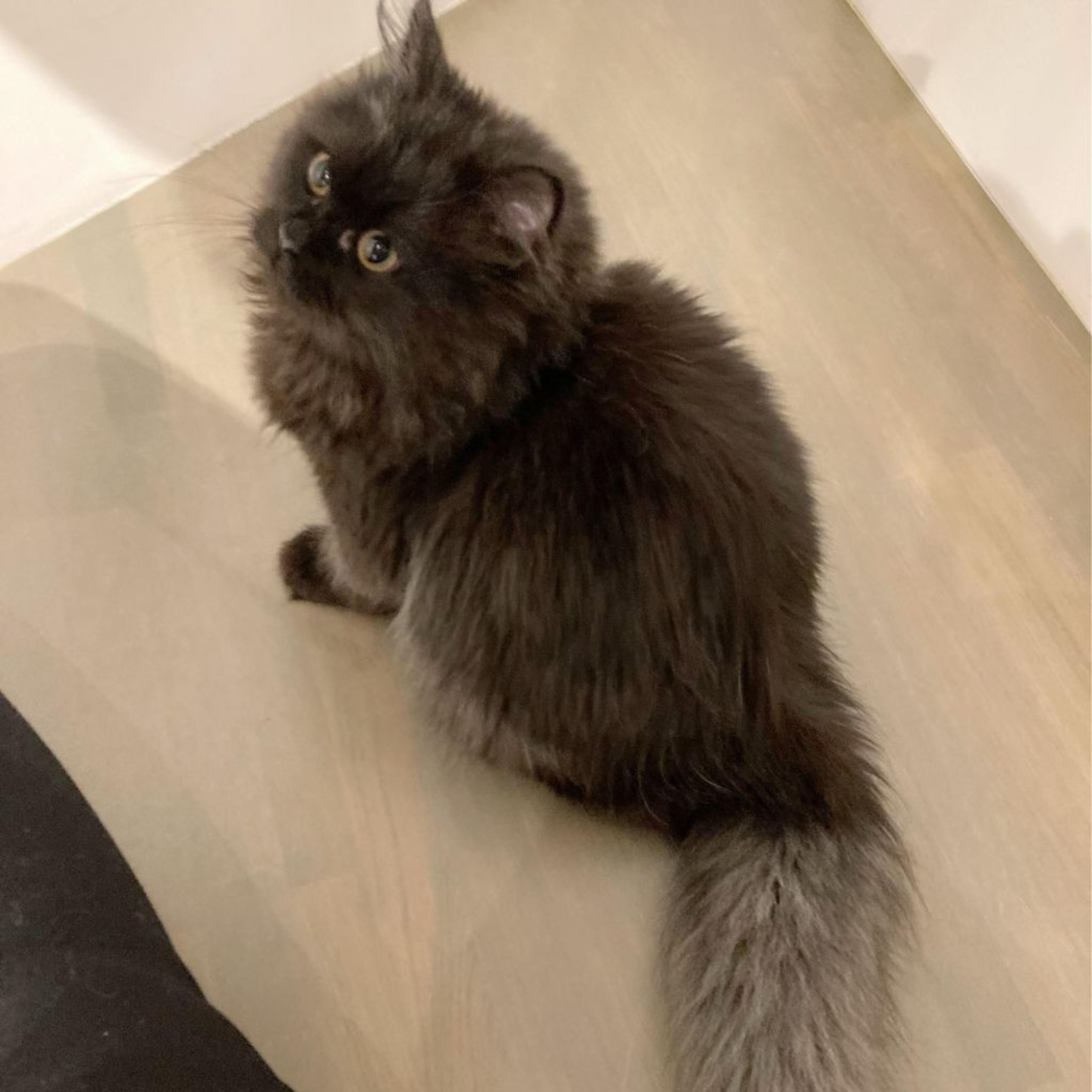 pet-image-7