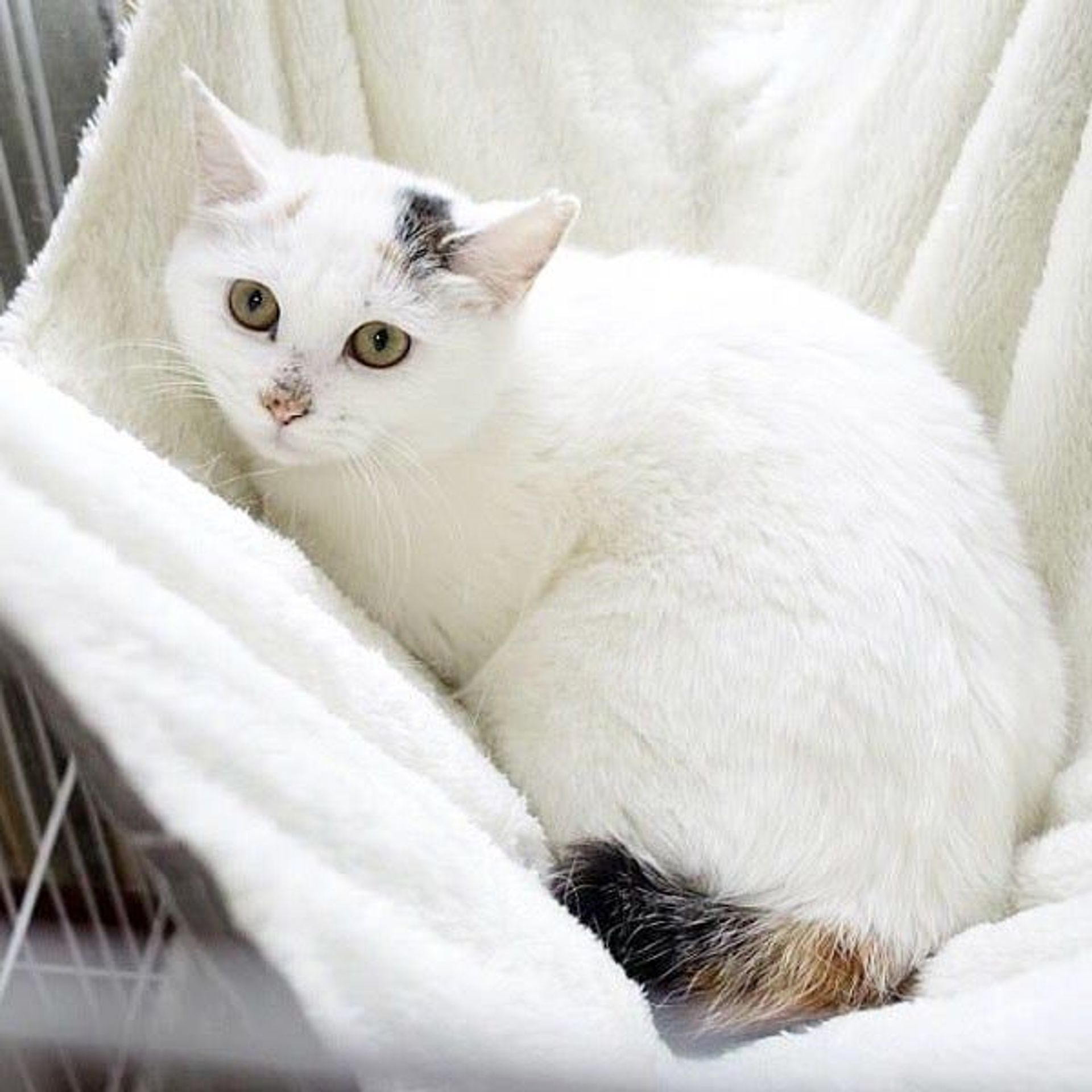 雑種（ミックス猫）・メスの里親募集の写真