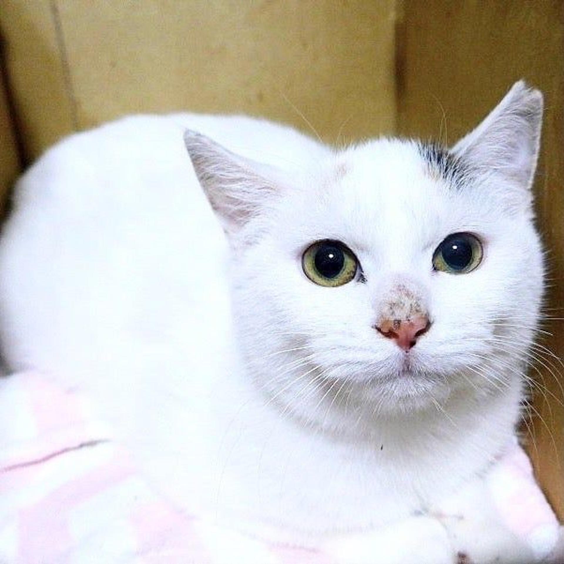 pet-image-2