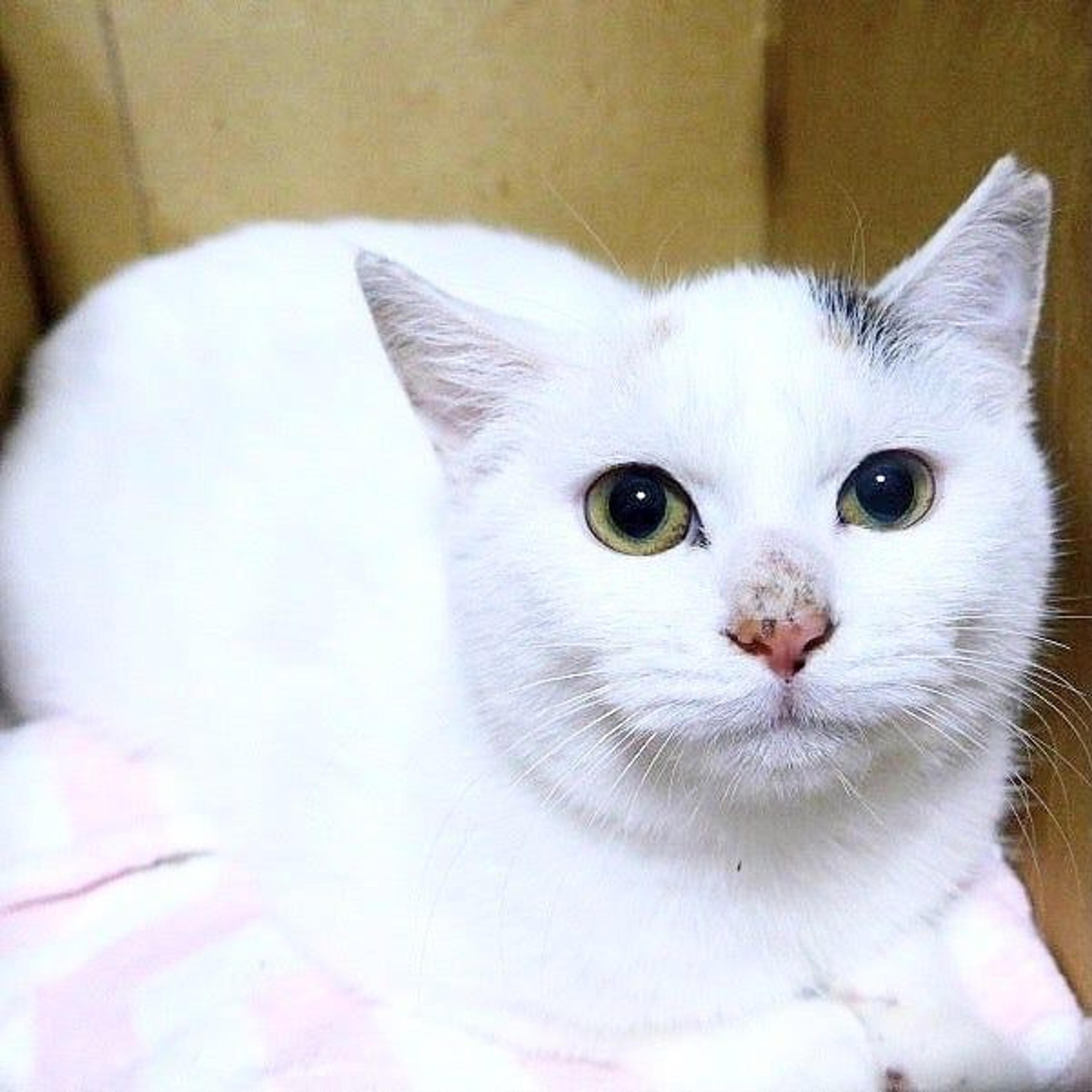 pet-image-2