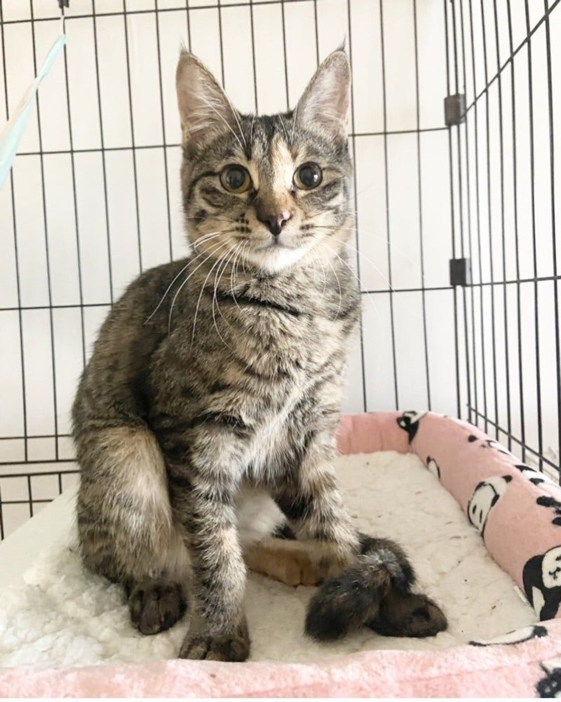 雑種（ミックス猫）・メスの里親募集の写真