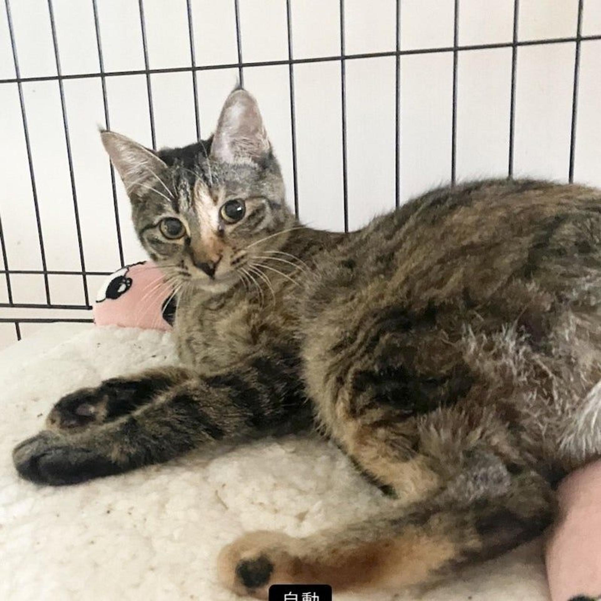 pet-image-2