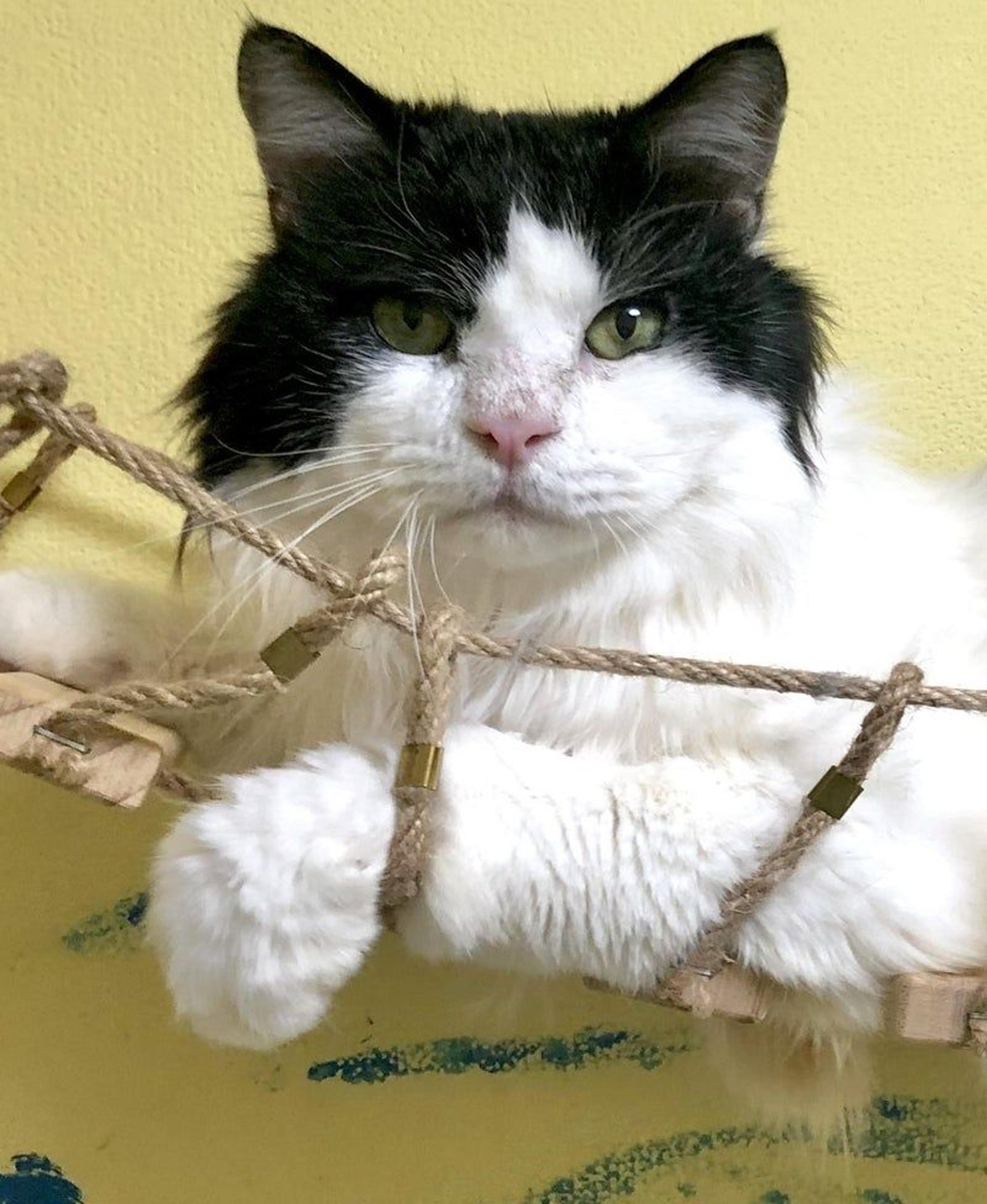 pet-image-3