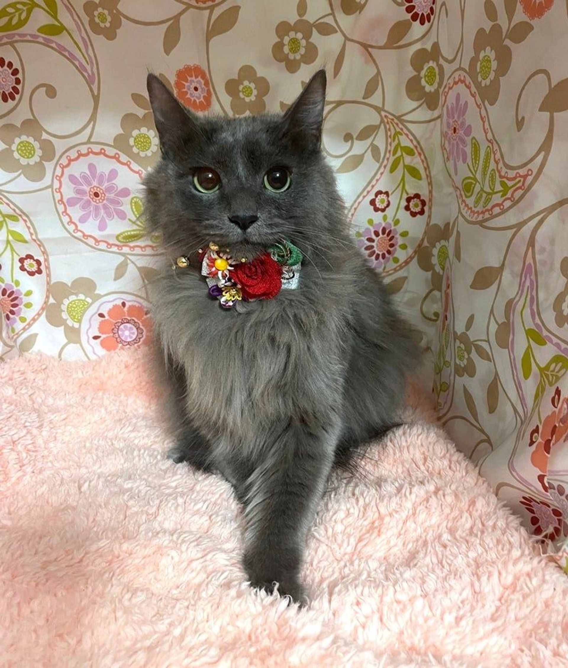 雑種（ミックス猫）・メスの里親募集の写真