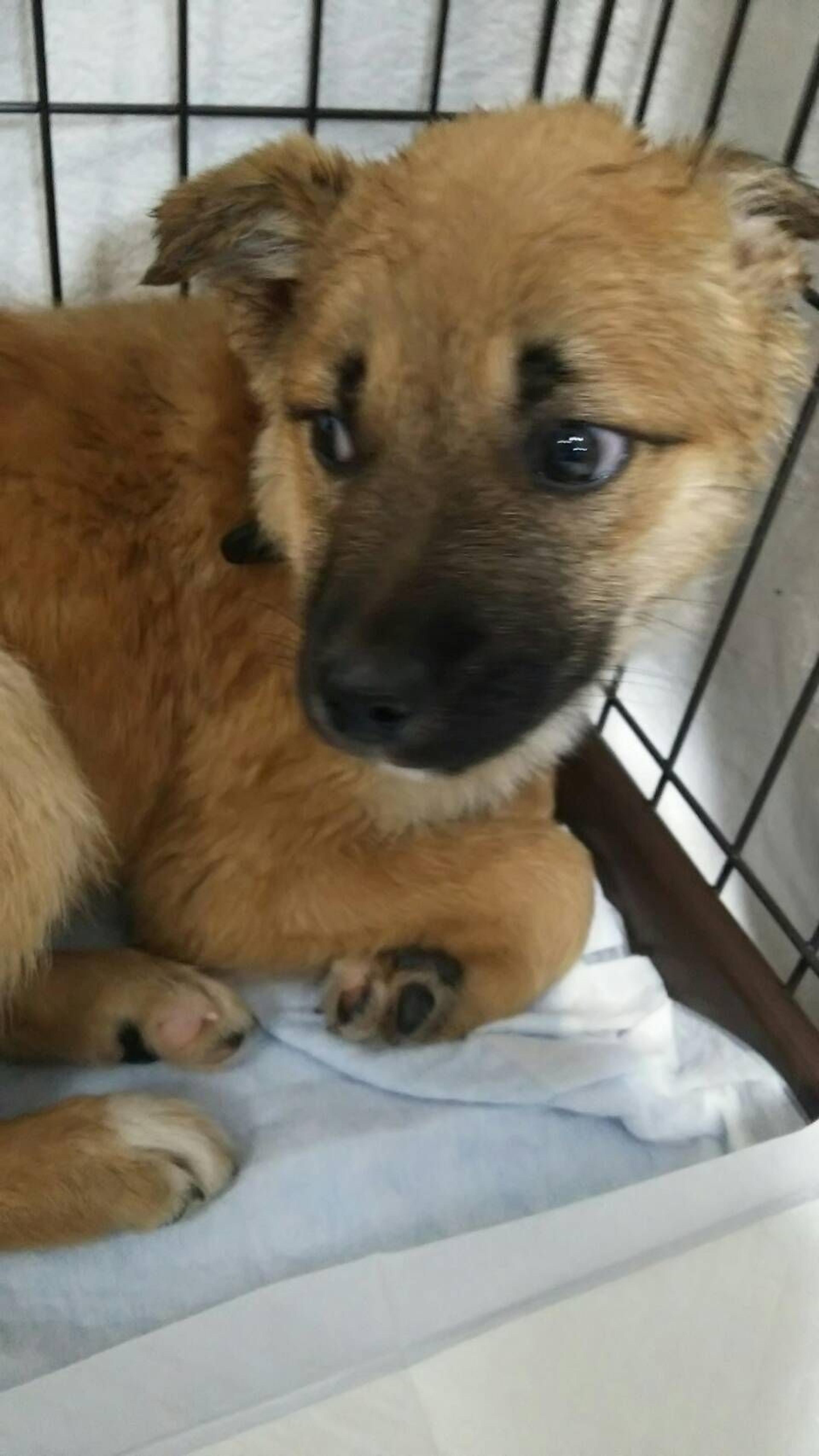 pet-image-2