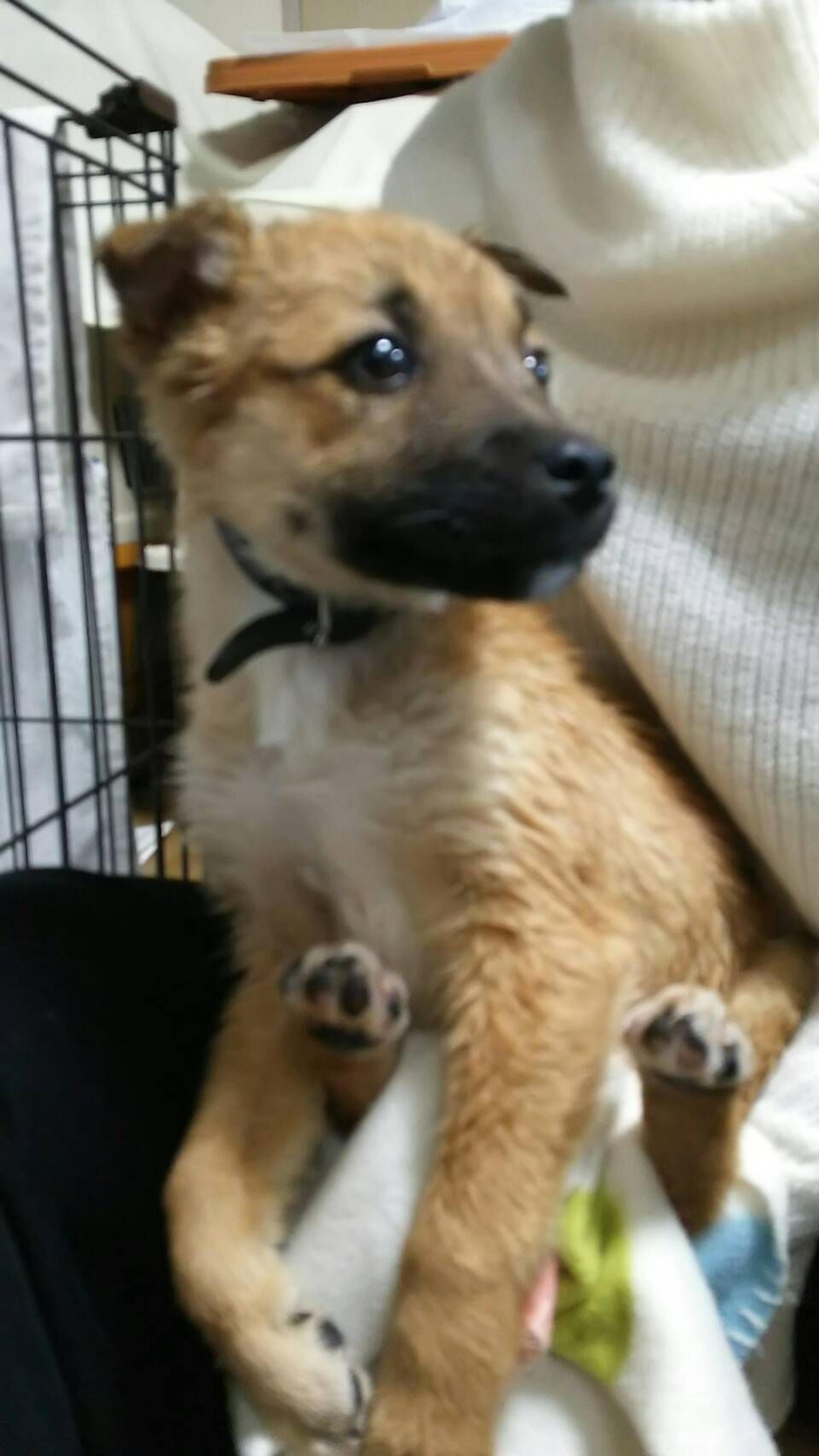 pet-image-3
