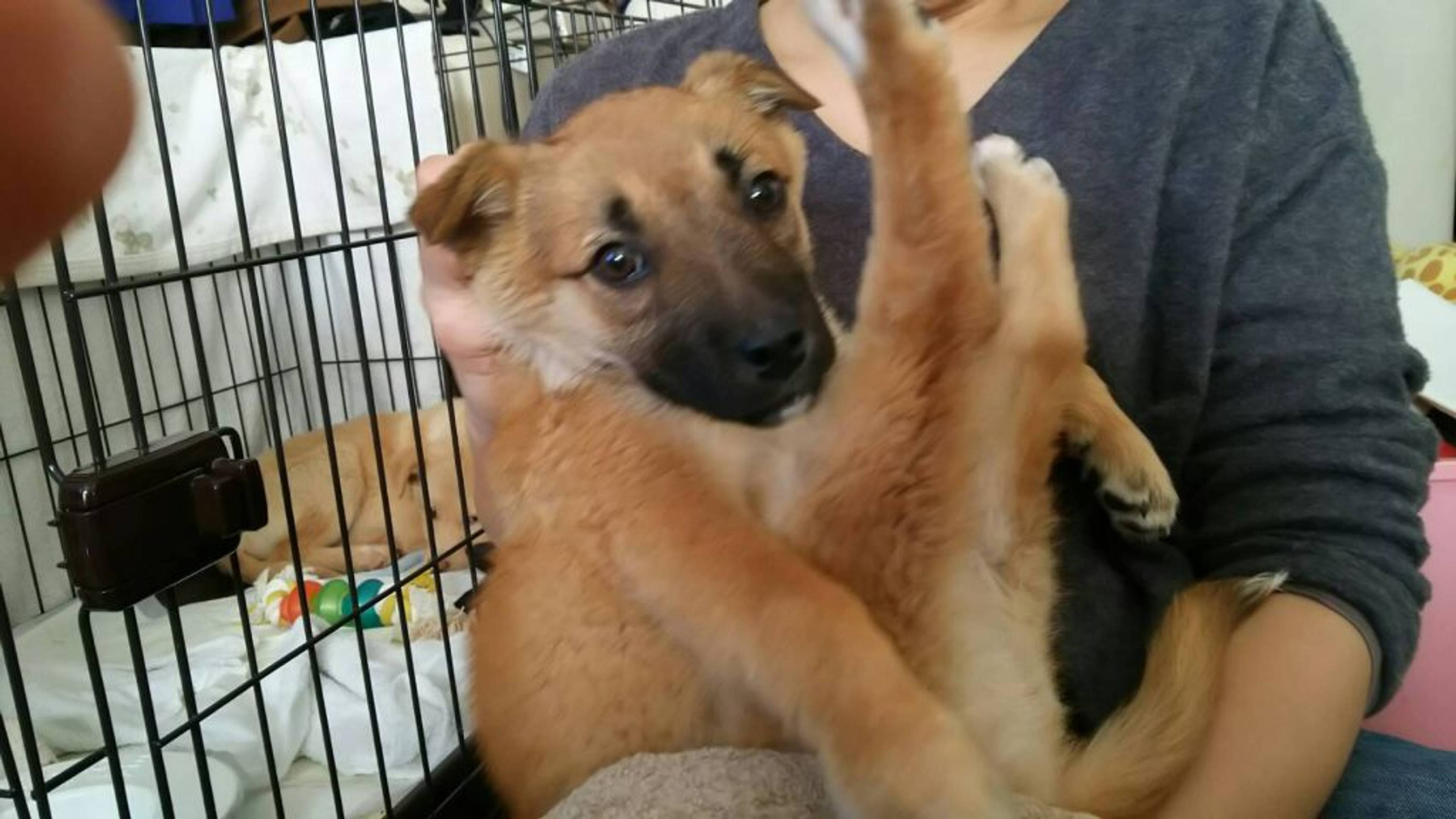雑種（ミックス犬）・メスの里親募集の写真