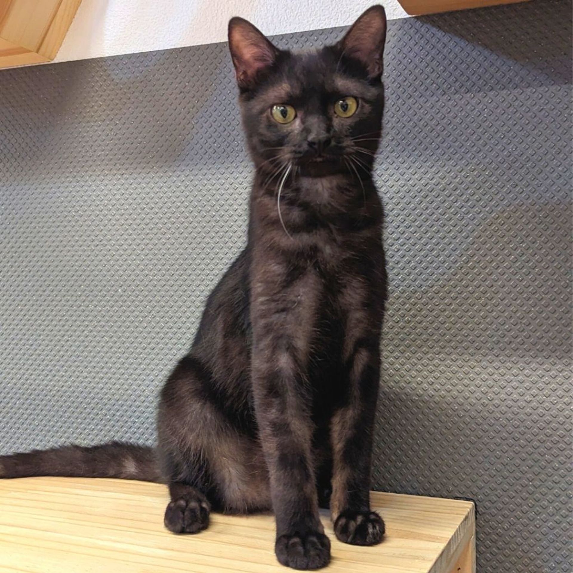 雑種（ミックス猫）・オスの里親募集の写真
