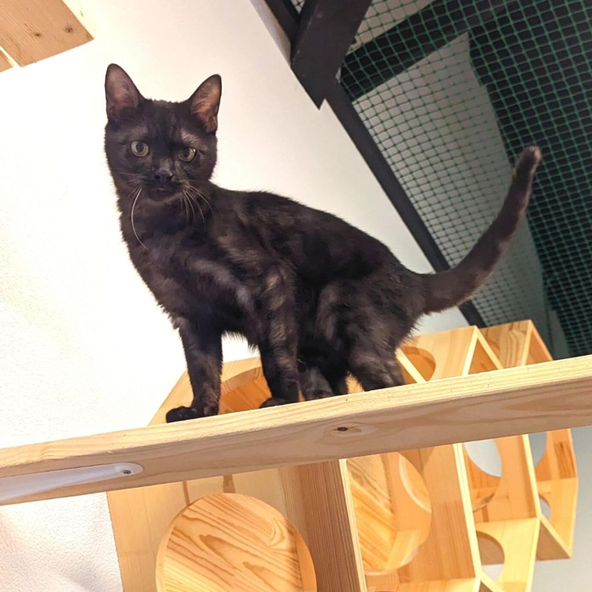pet-image-3