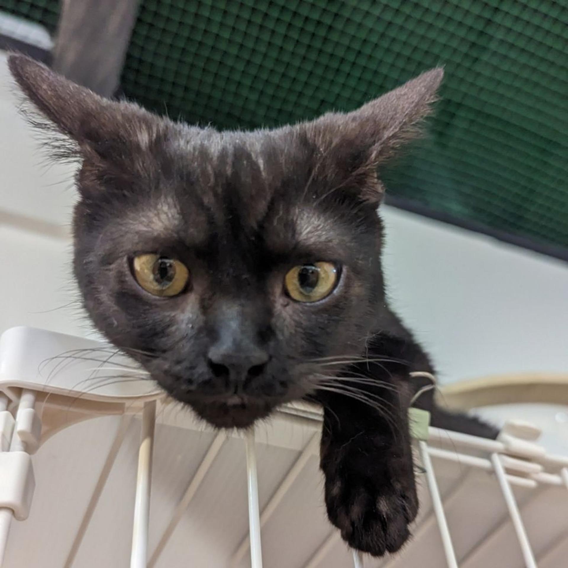 pet-image-4