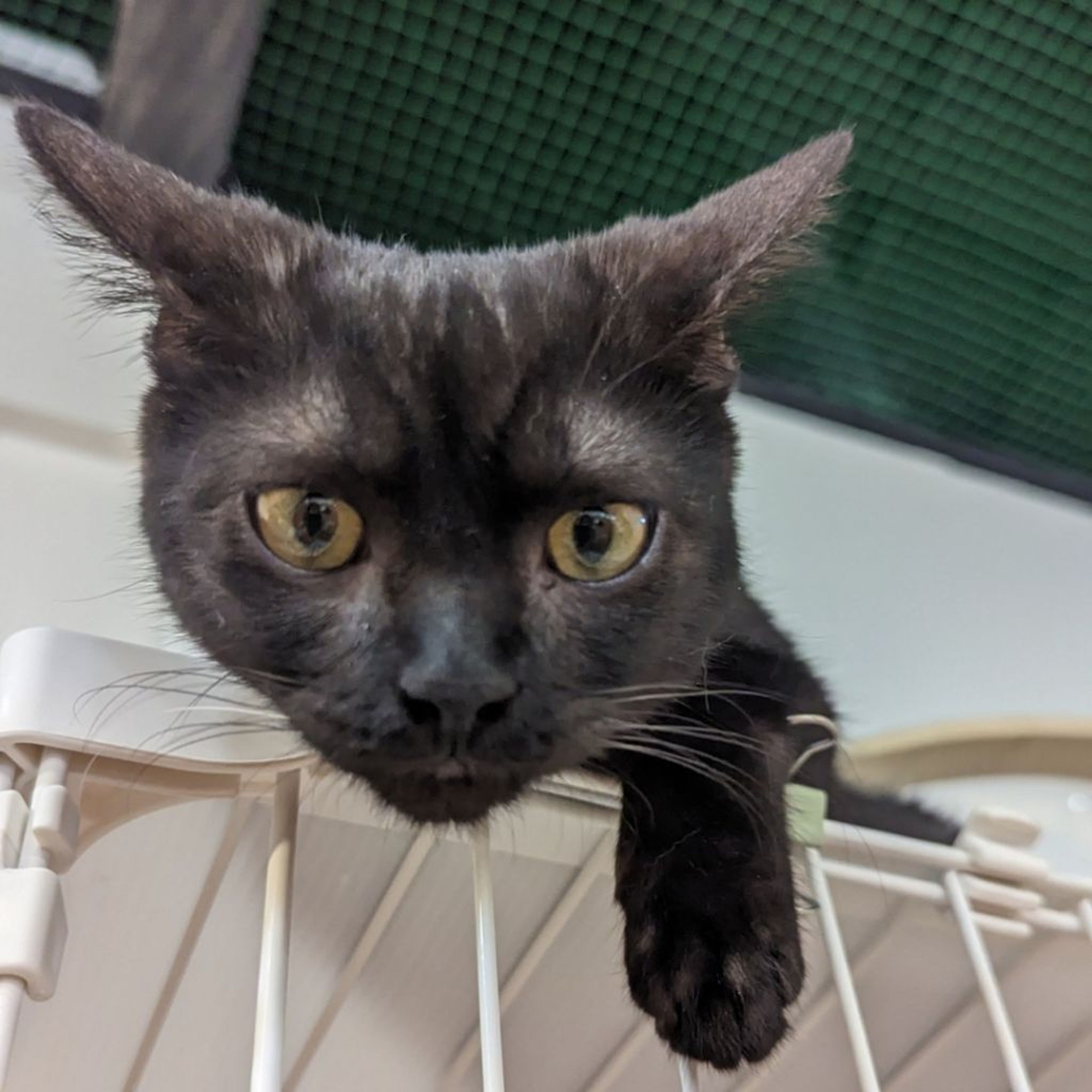 pet-image-4