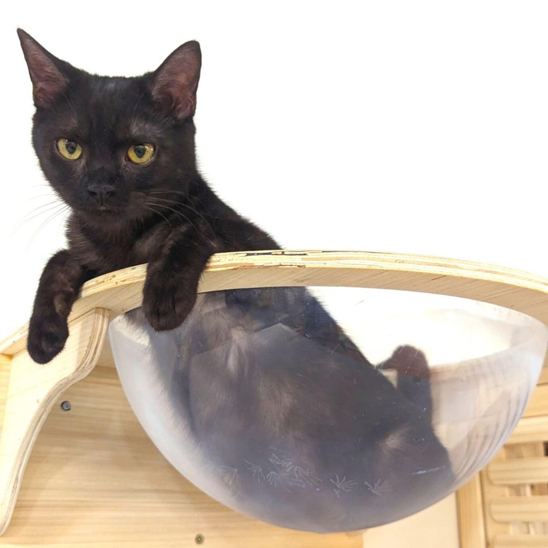 pet-image-5