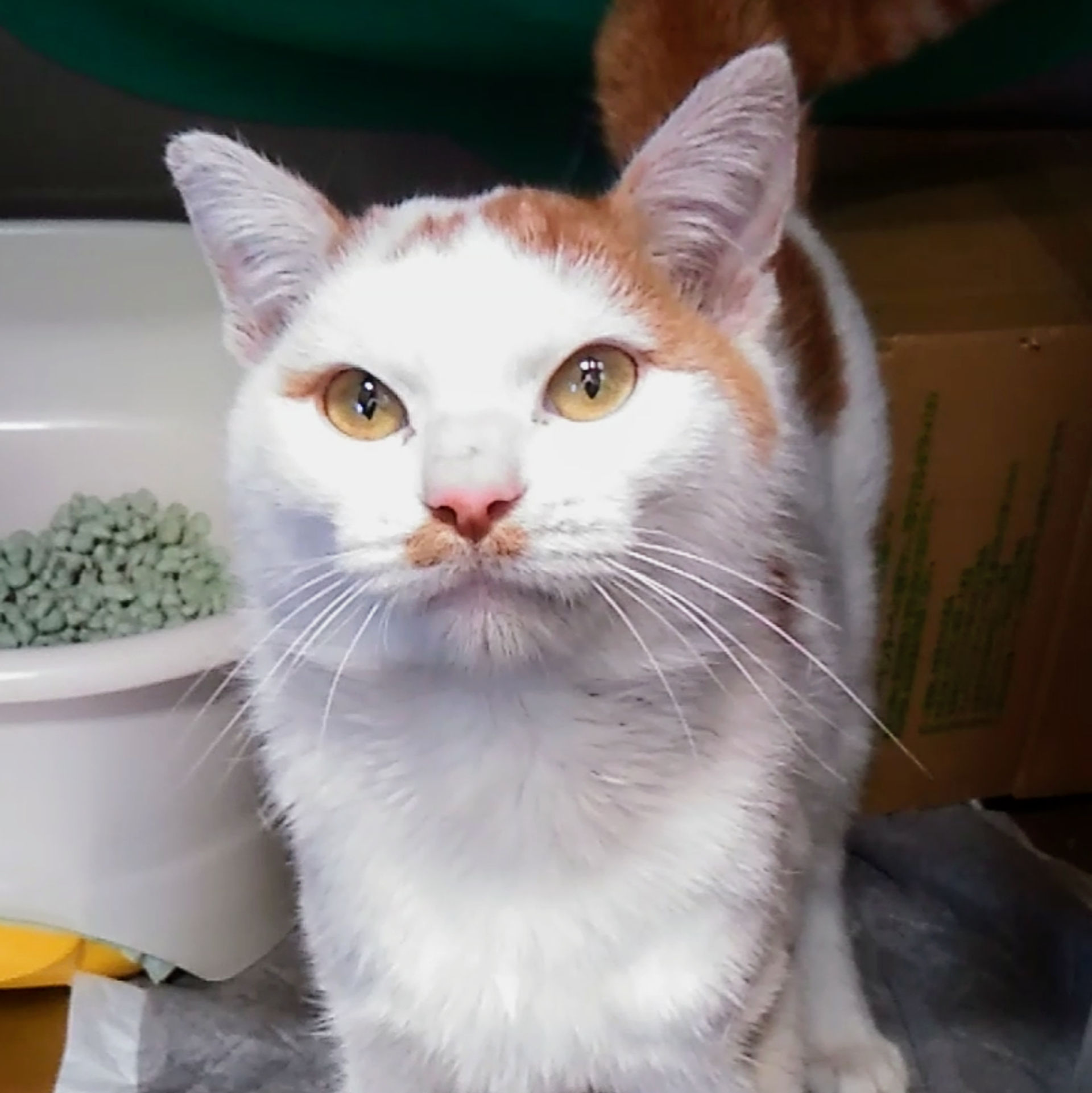 雑種（ミックス猫）・オスの里親募集の写真