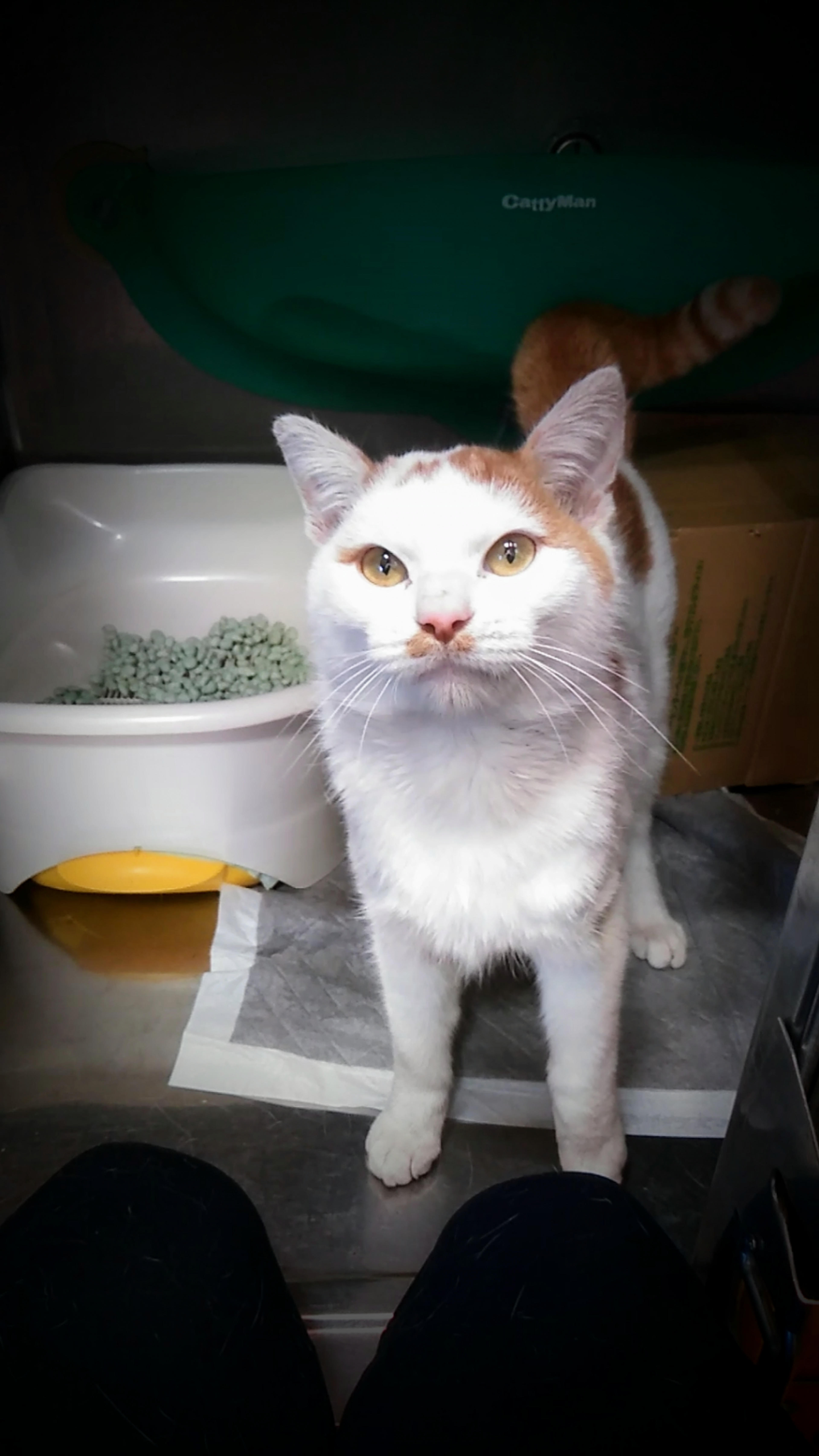 pet-image-2