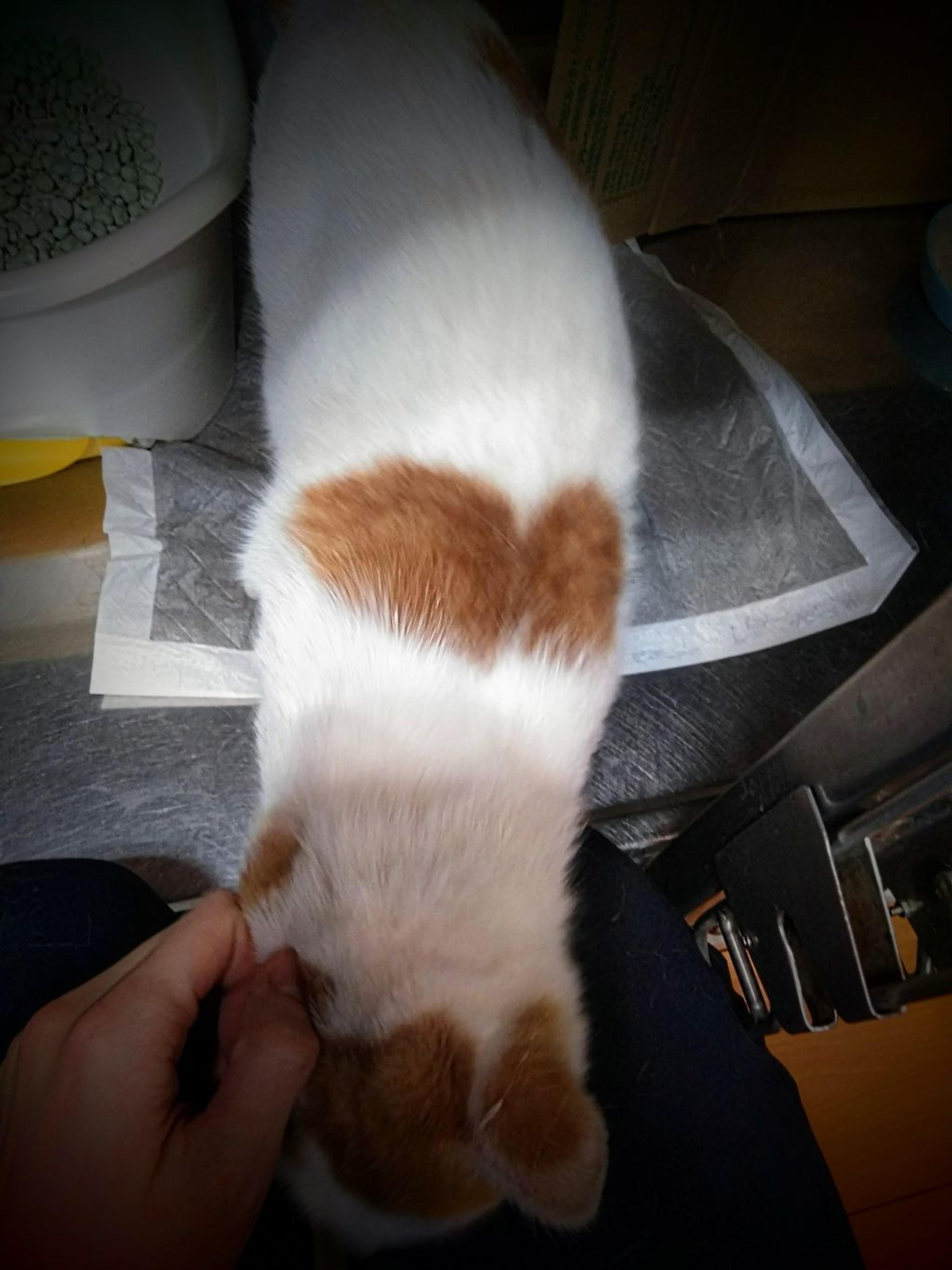 pet-image-3
