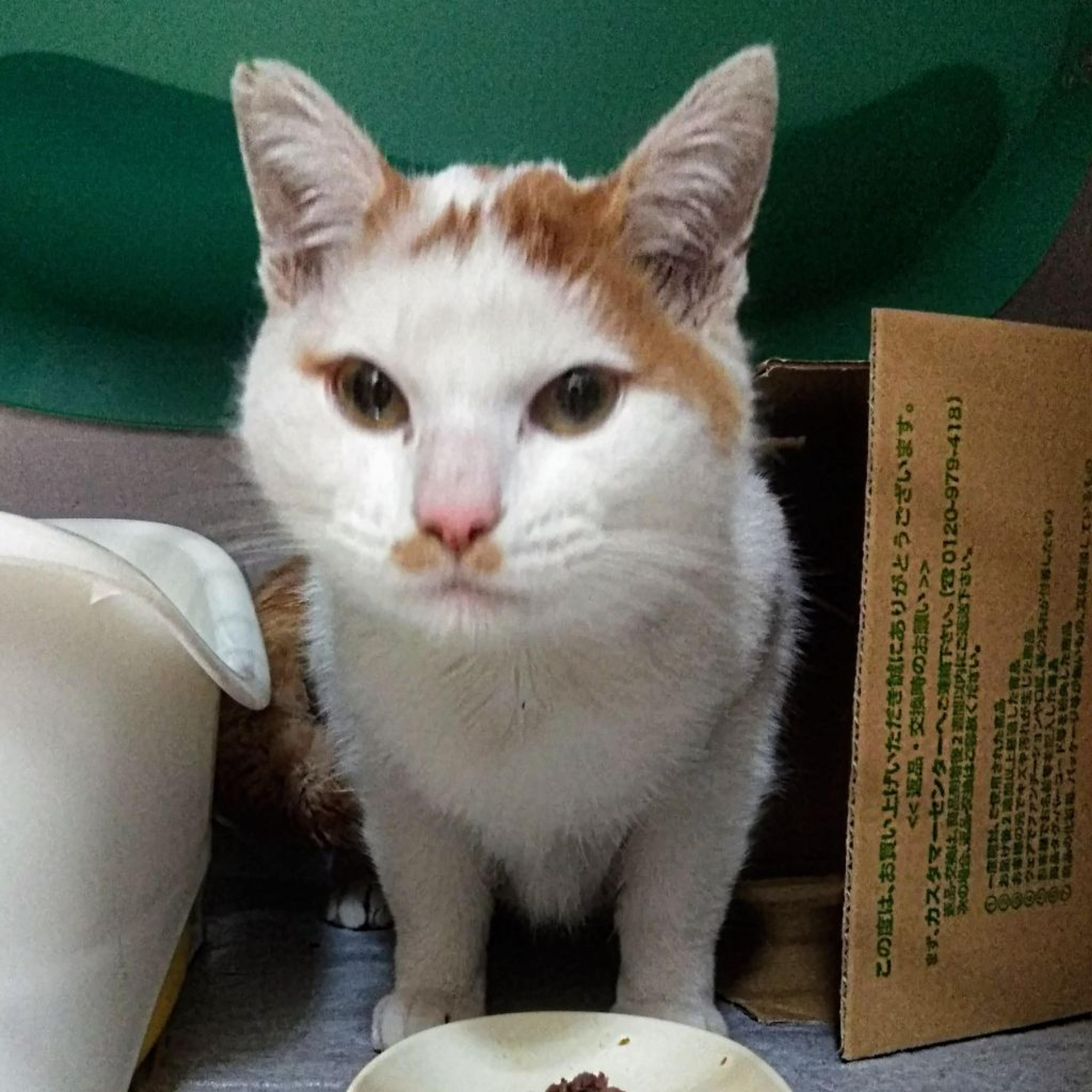 pet-image-4