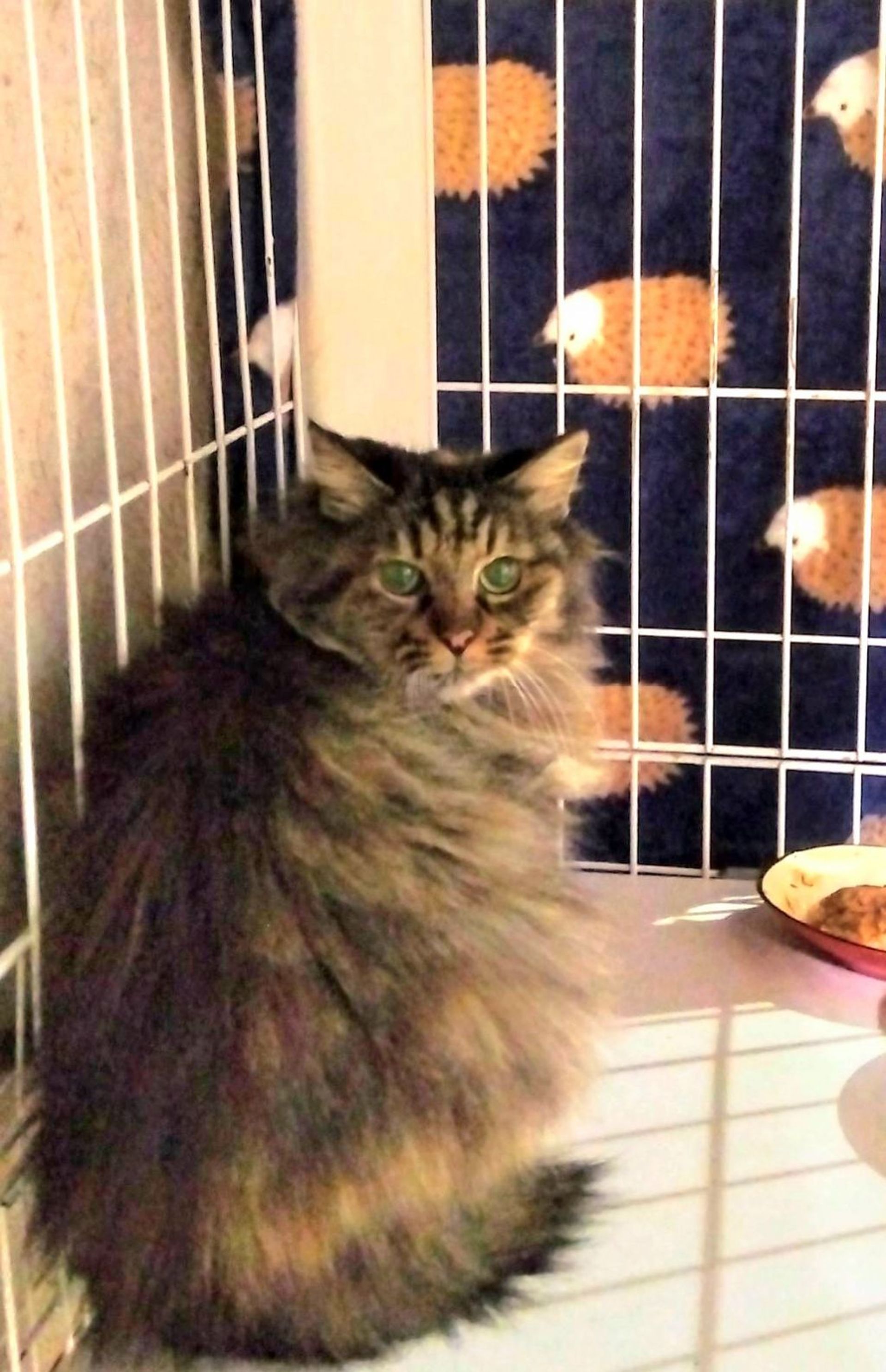 雑種（ミックス猫）・メスの里親募集の写真