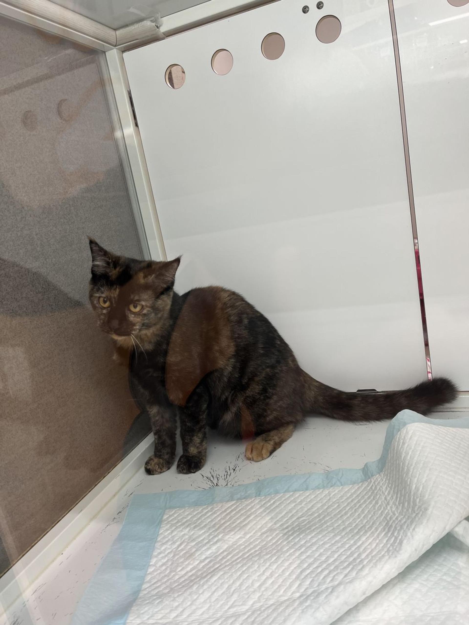 pet-image-4