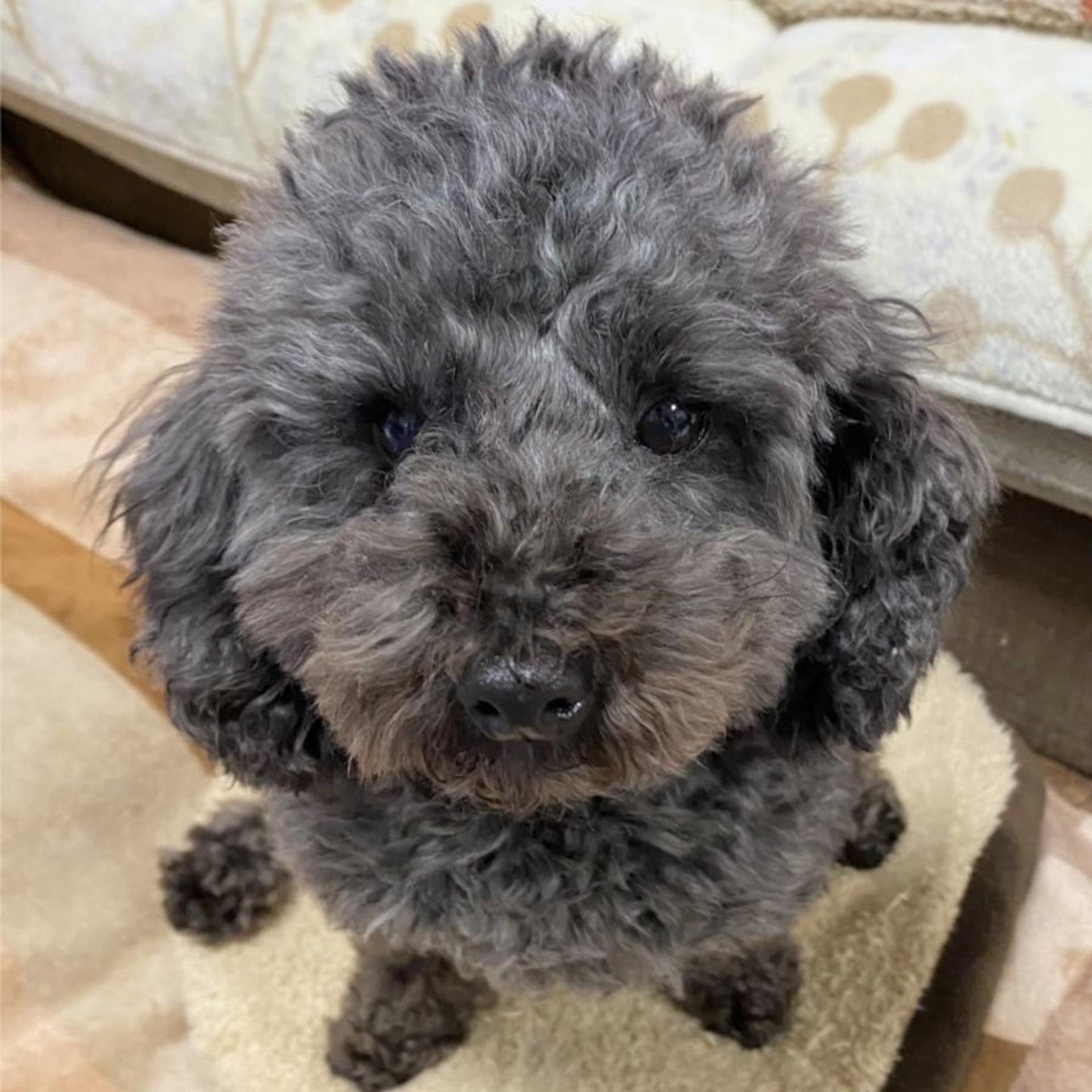 pet-image-3