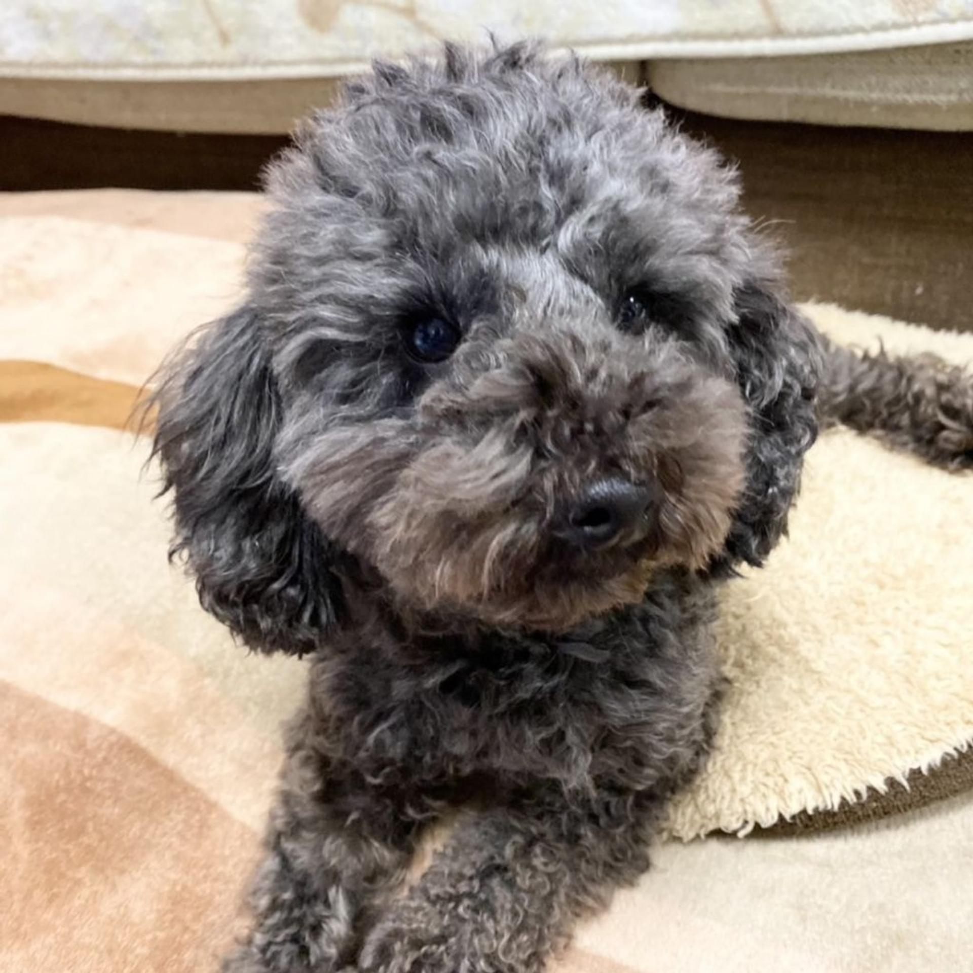 pet-image-4