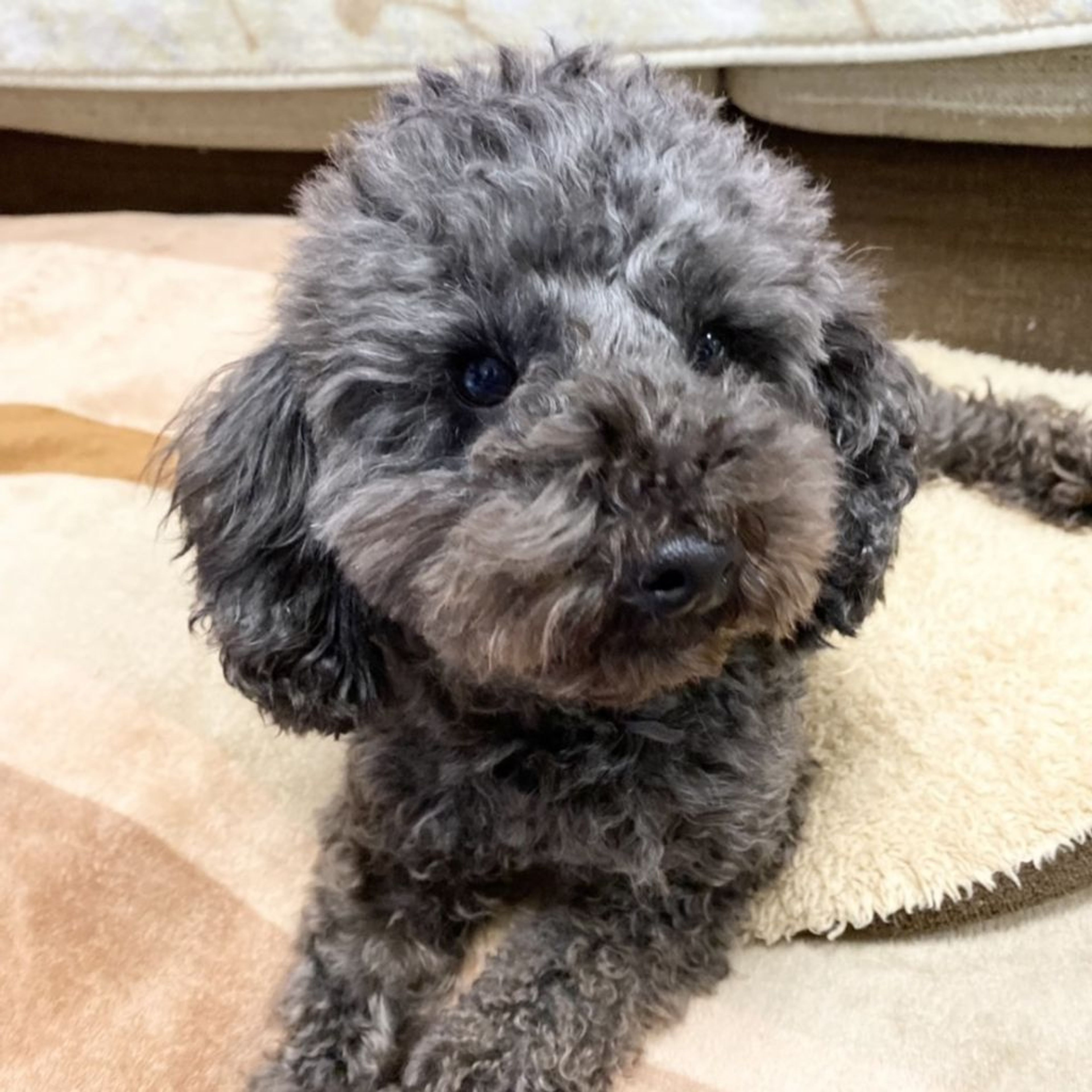pet-image-4