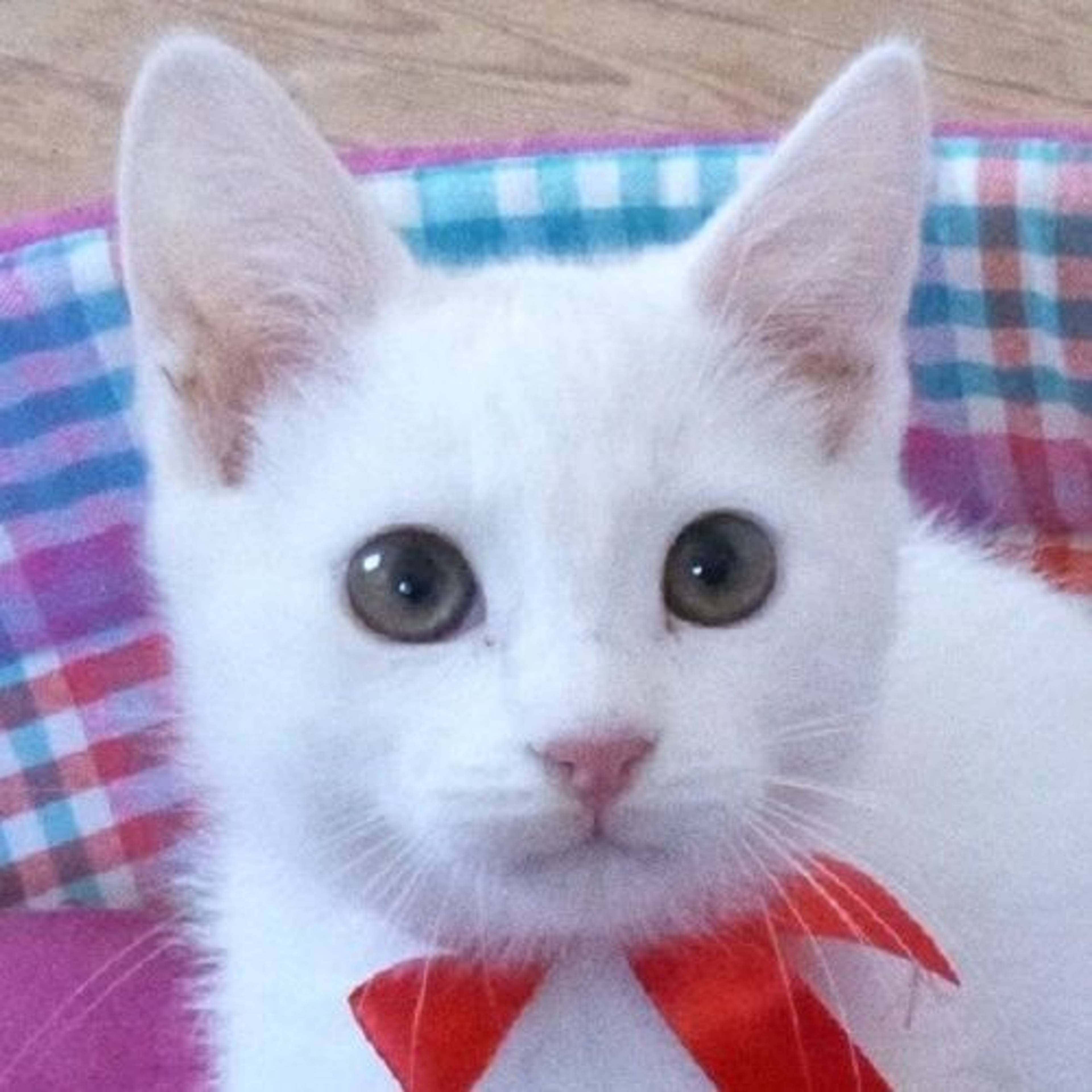 雑種（ミックス猫）・オスの里親募集の写真