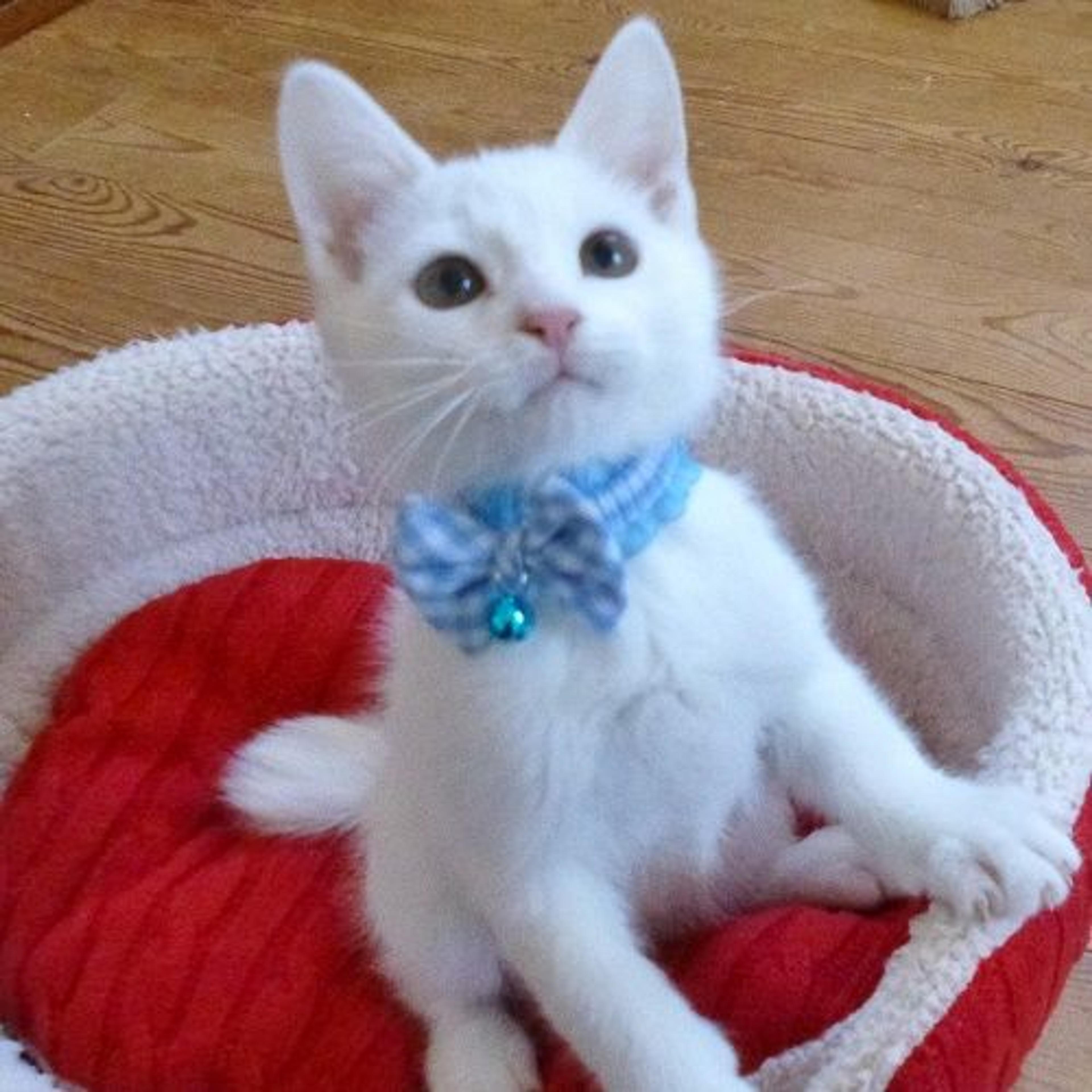 pet-image-2