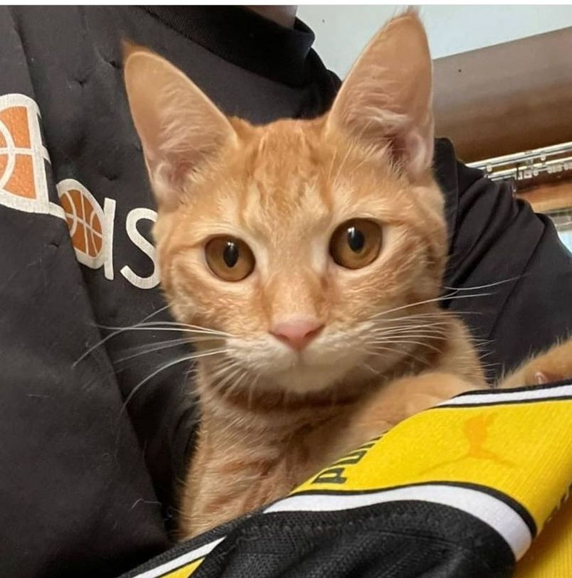 雑種（ミックス猫）・メスの里親募集の写真