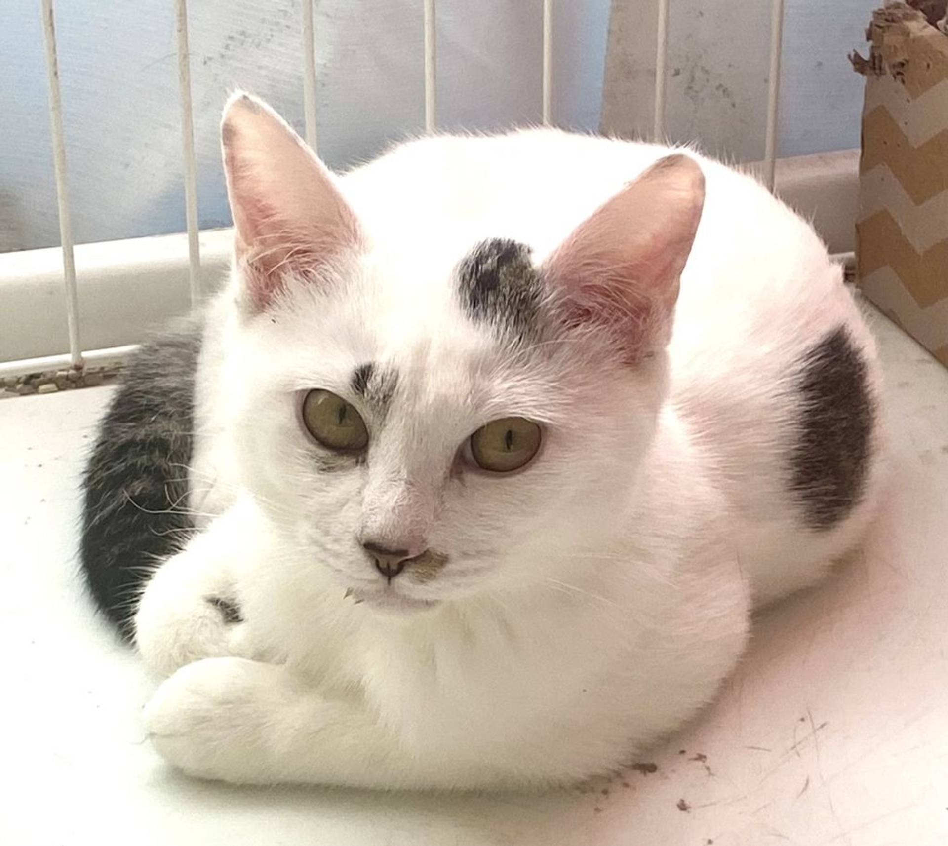 雑種（ミックス猫）・メスの里親募集の写真