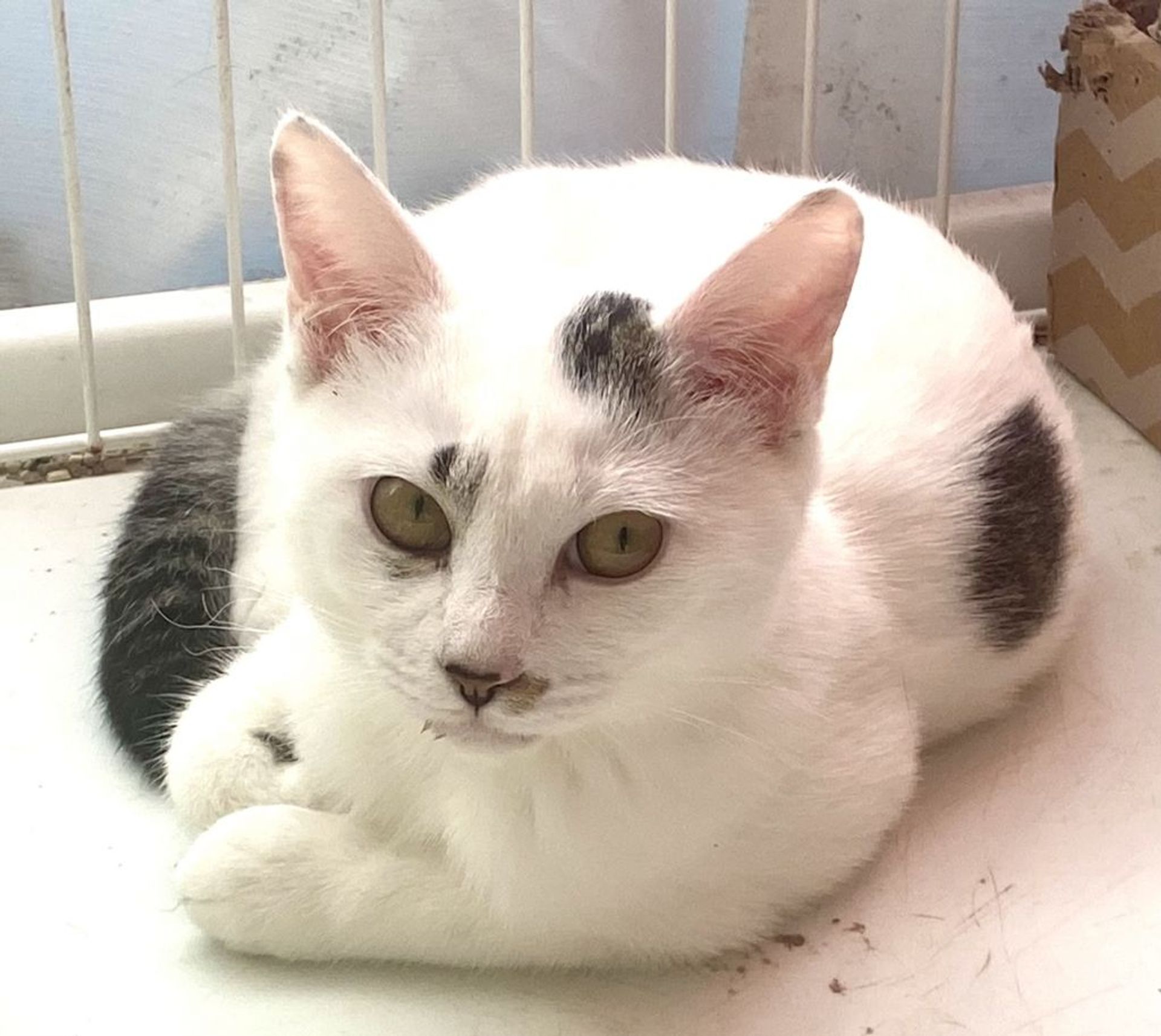 雑種（ミックス猫）・メスの里親募集の写真