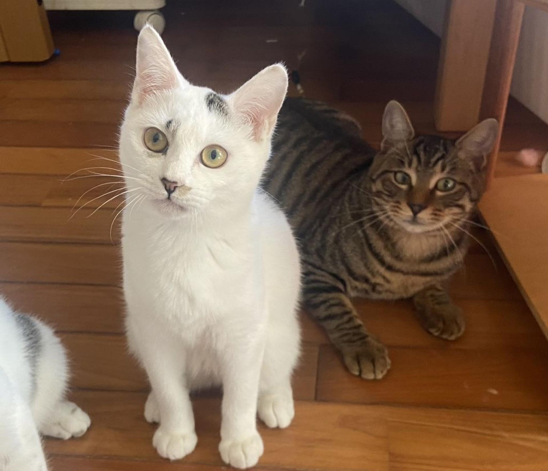pet-image-4