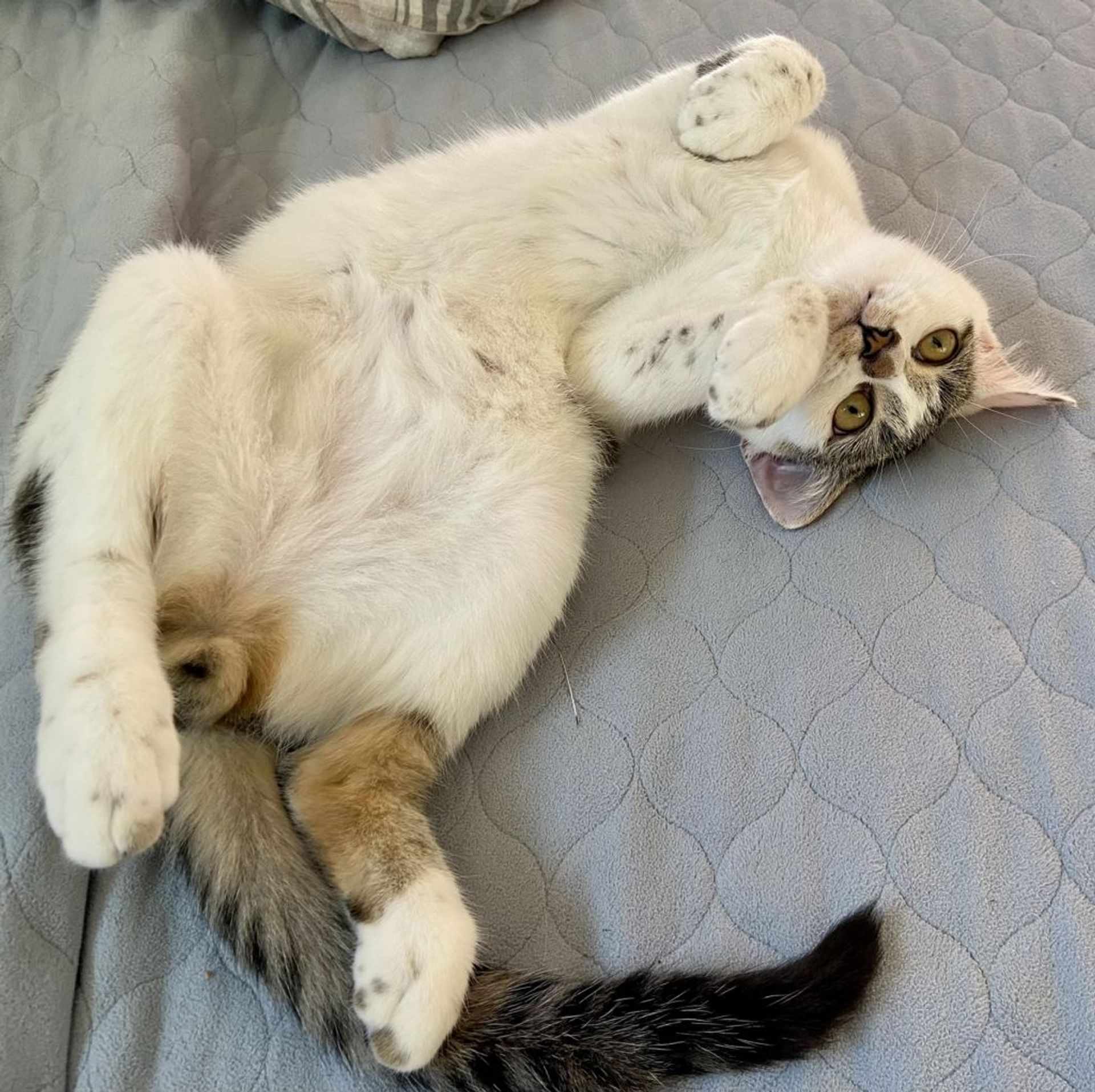 雑種（ミックス猫）・オスの里親募集の写真