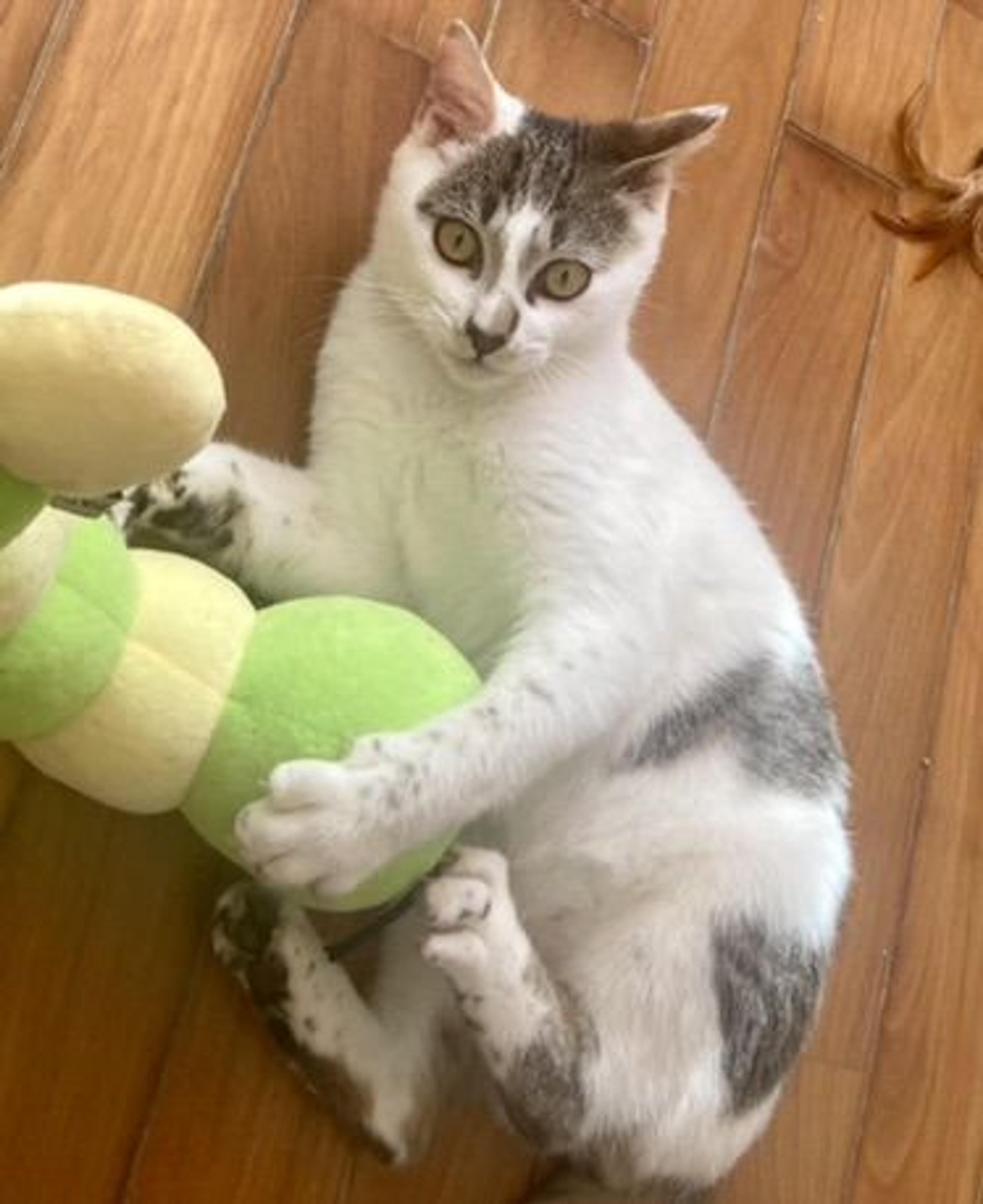 pet-image-2